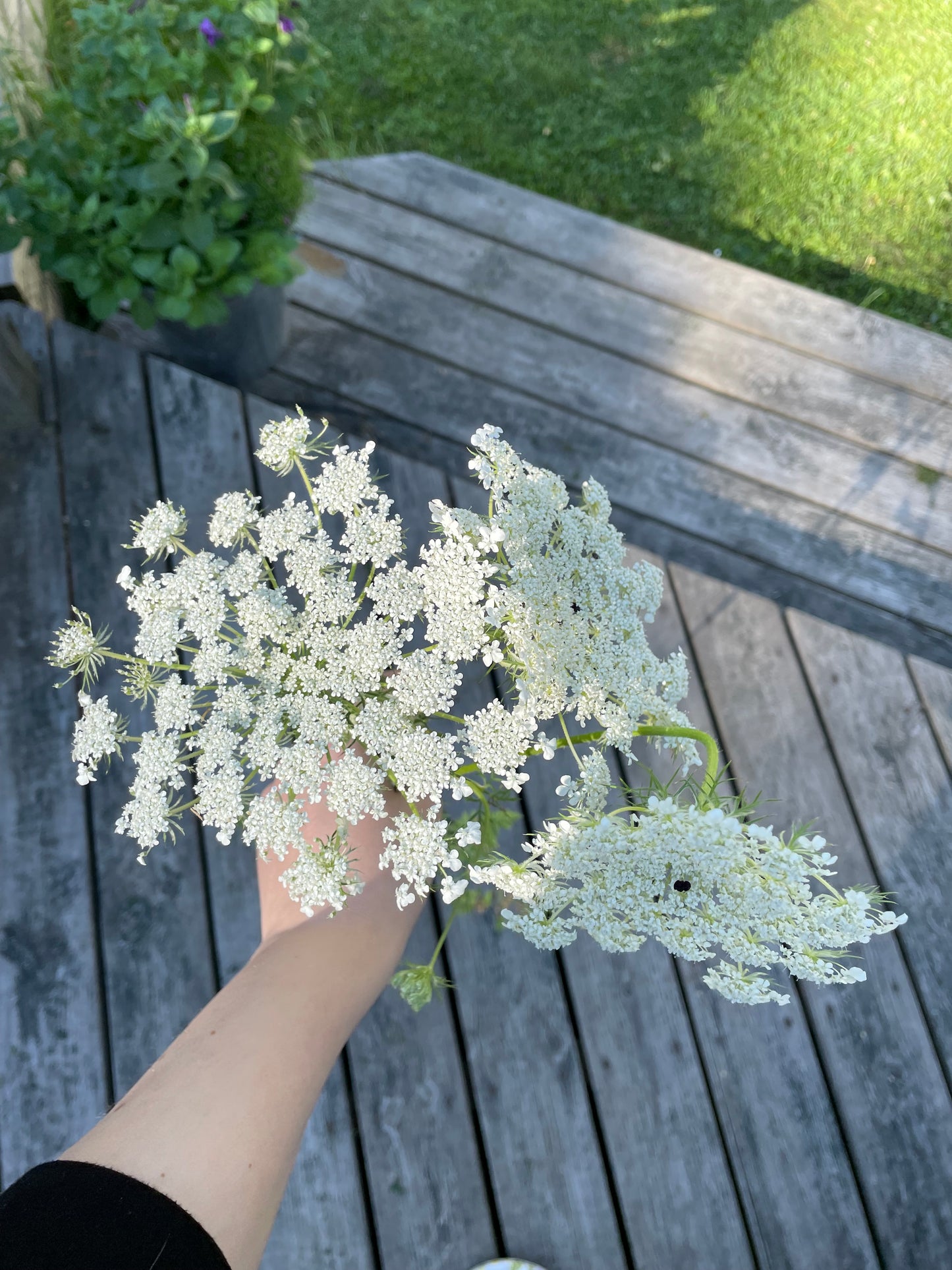 Blomstermorot ”Vit”