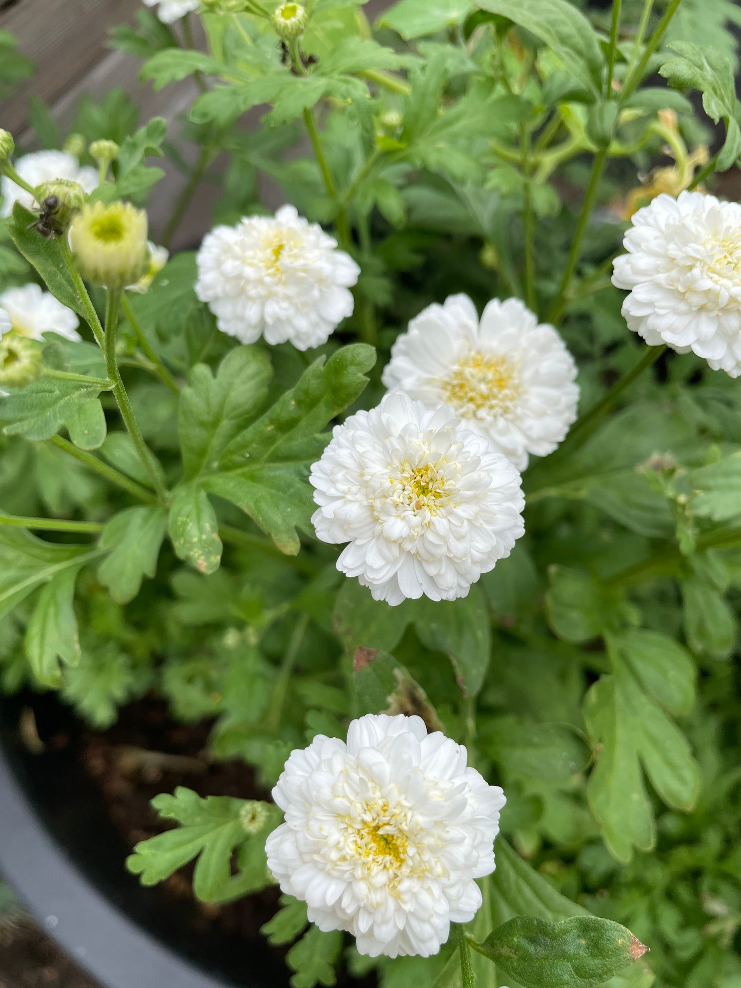 Mattram ”Tetra White Wonder”