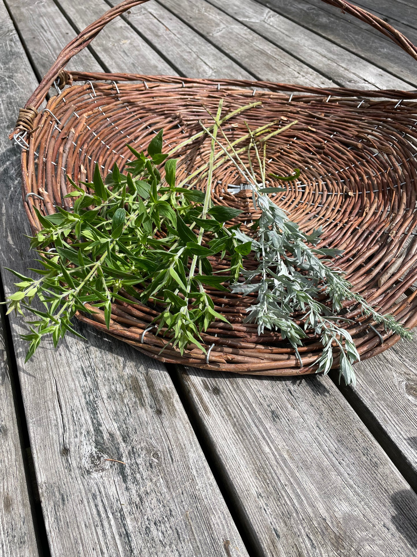 Bergsmynta ”Mountain Mint”