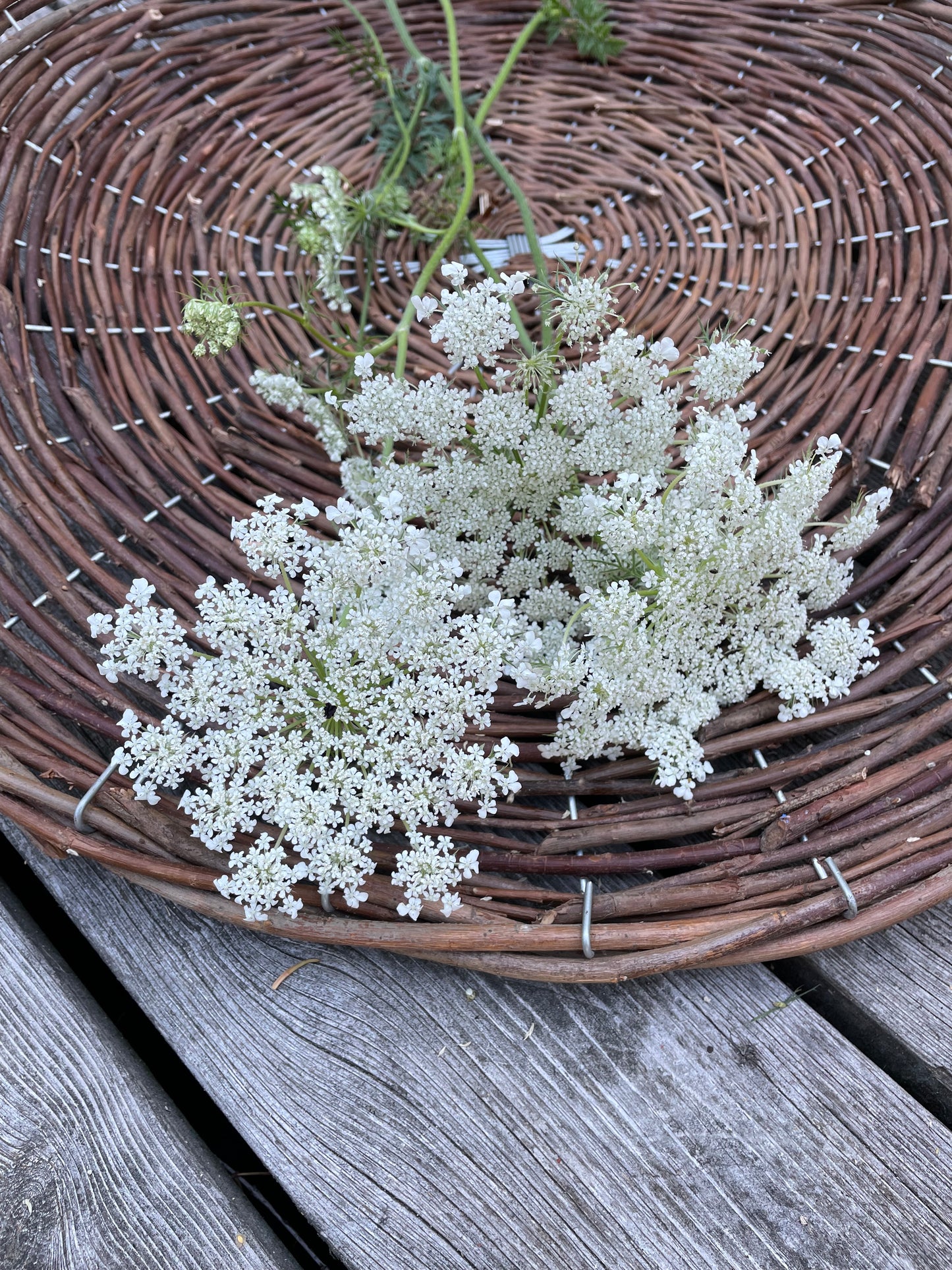 Blomstermorot ”Vit”