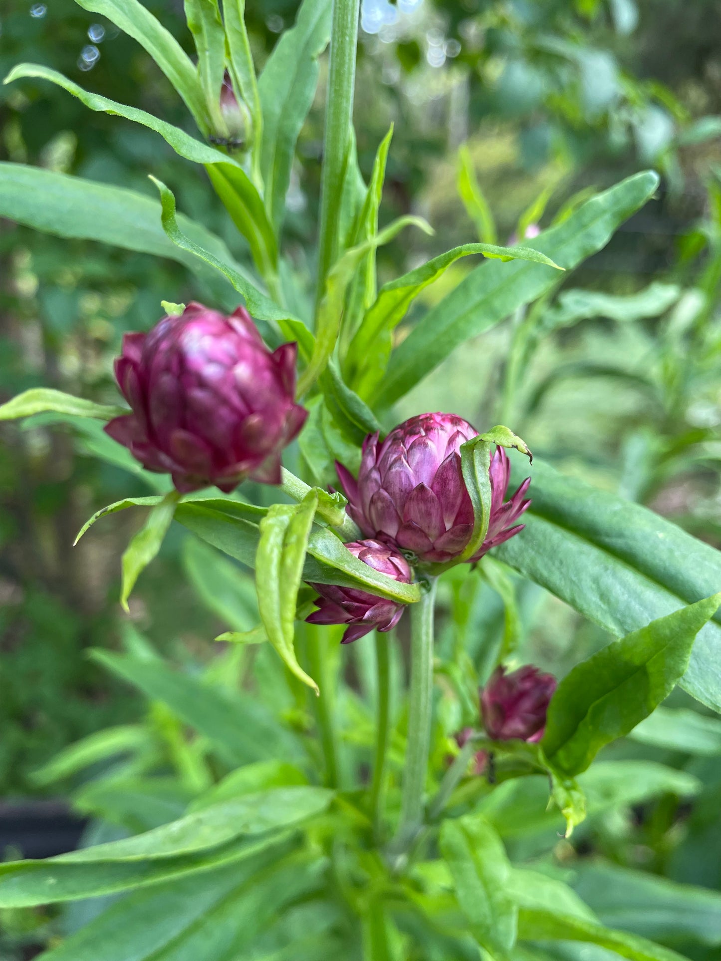 Jätteeternell ”King size Purple red"