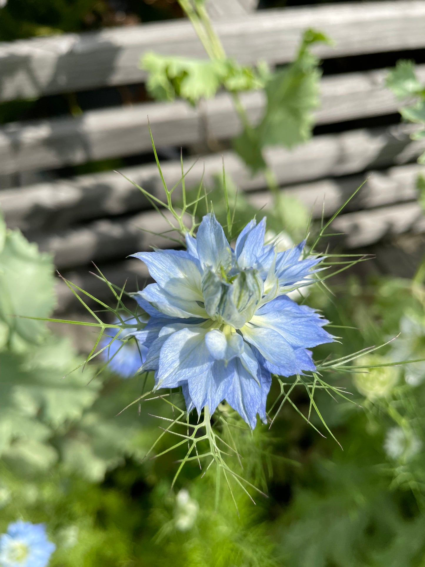 Jungfrun i det gröna ”Miss Jekyll Blue”