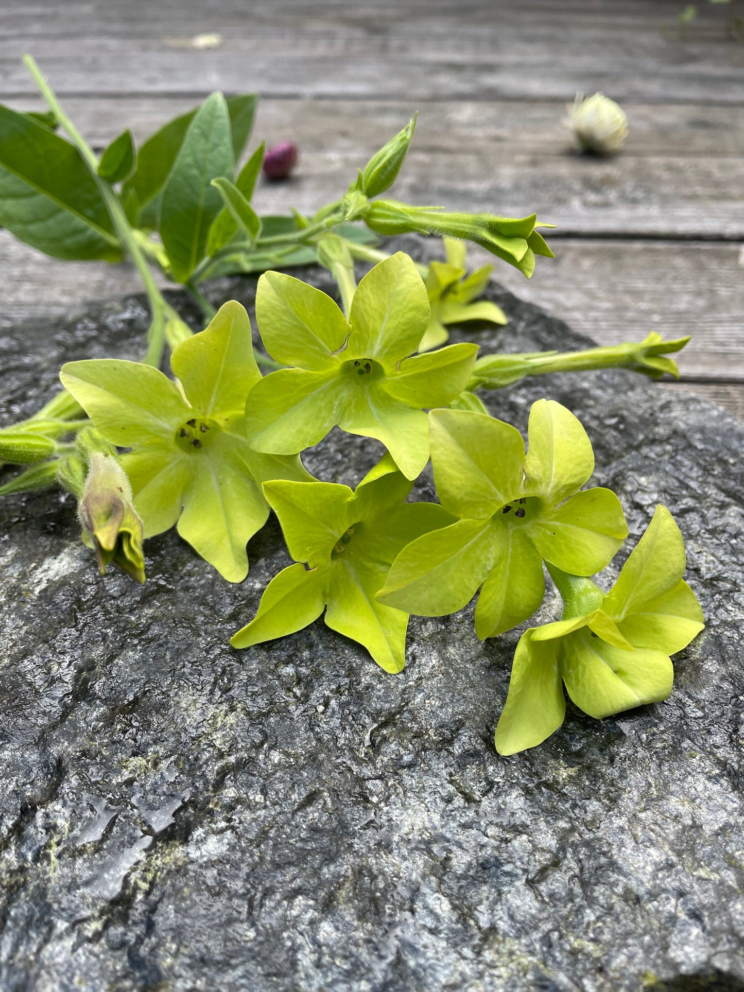 Blomstertobak "Lime green"