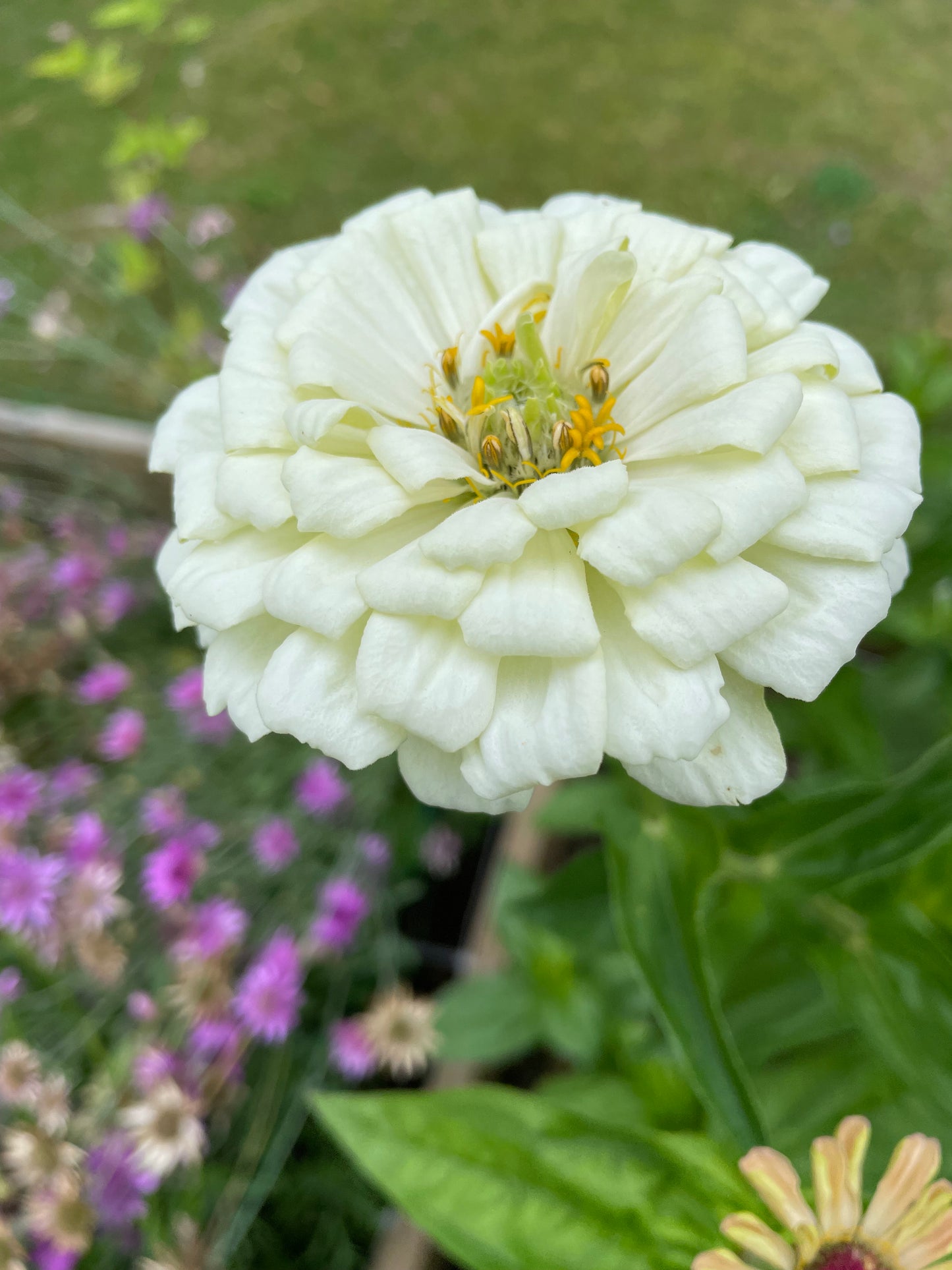 Zinnia ”Sweet Lemonade”