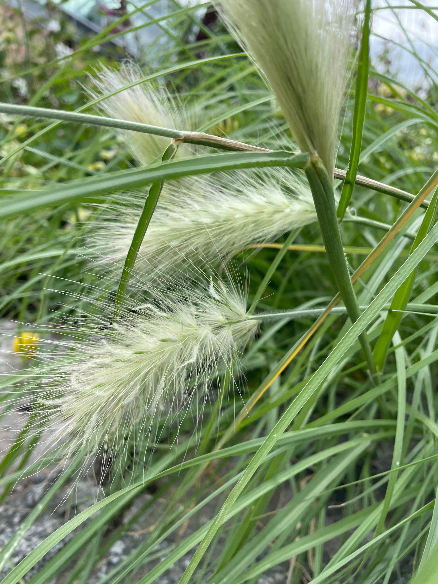 Dunborstgräs ”Fluffy”