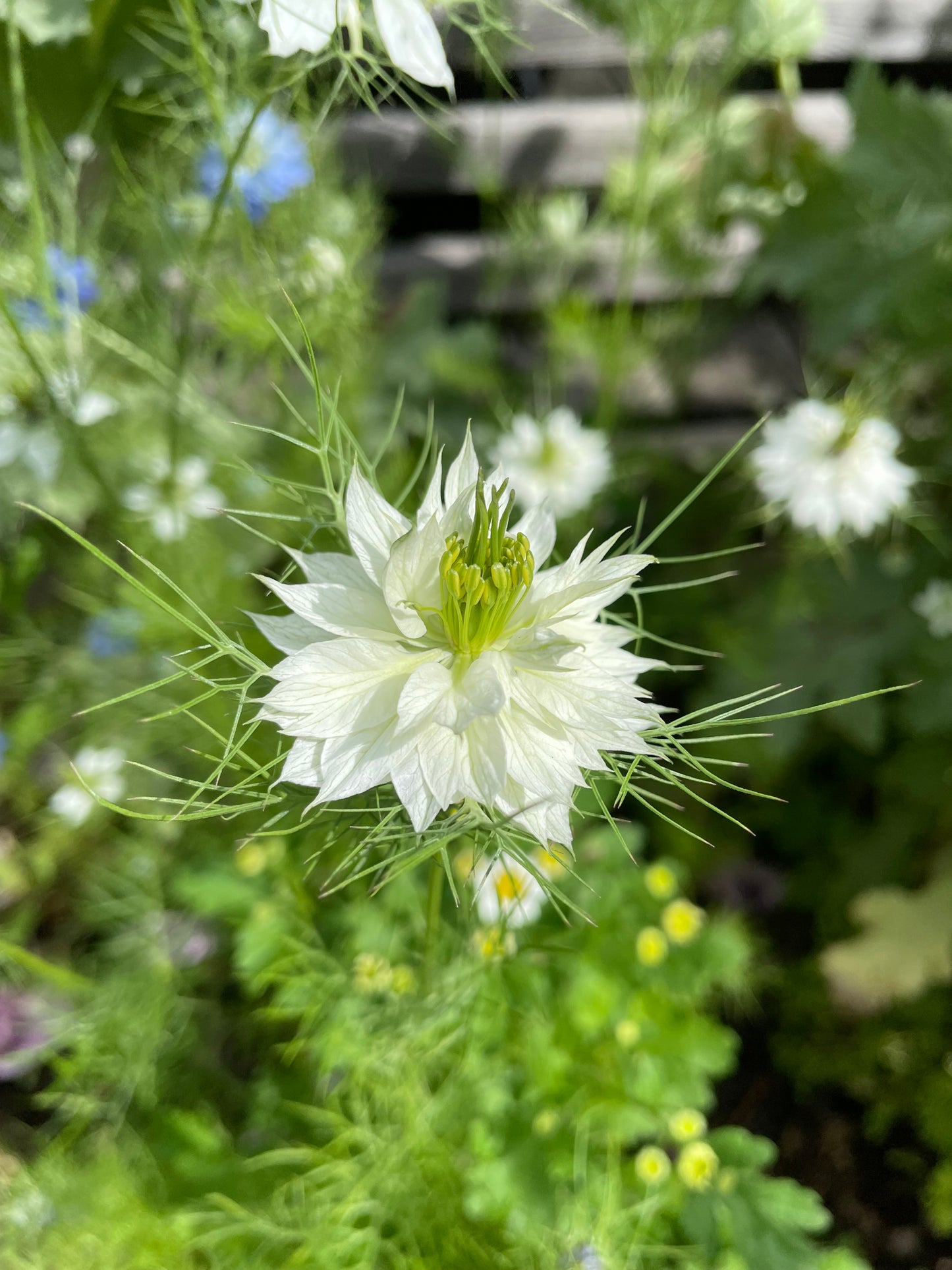 Jungfrun i det gröna ”Miss Jekyll white”