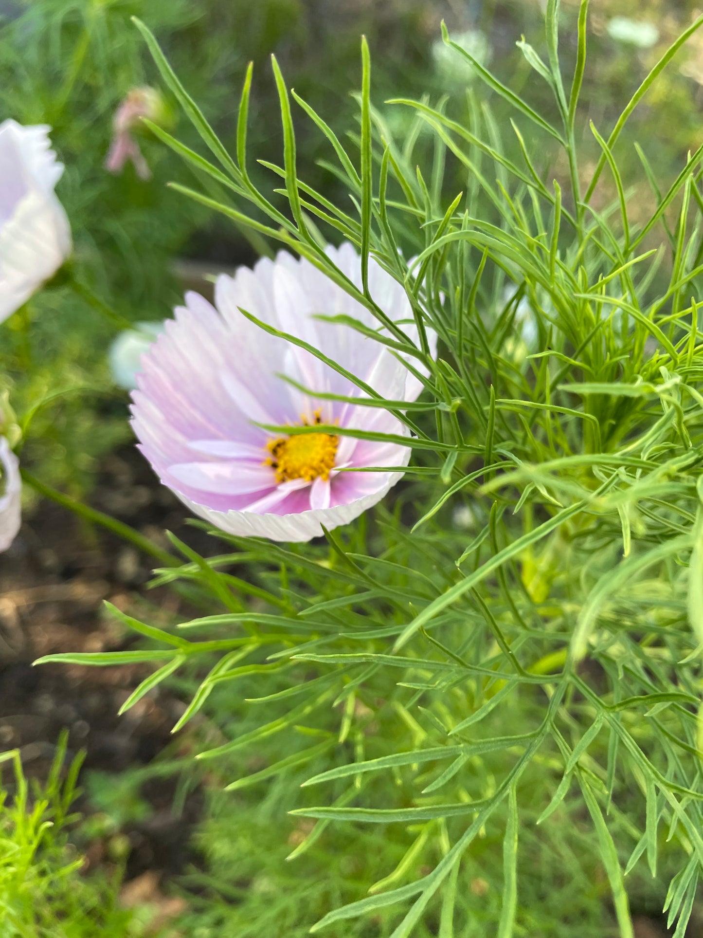 Rosenskära ”Cupcake Blush”