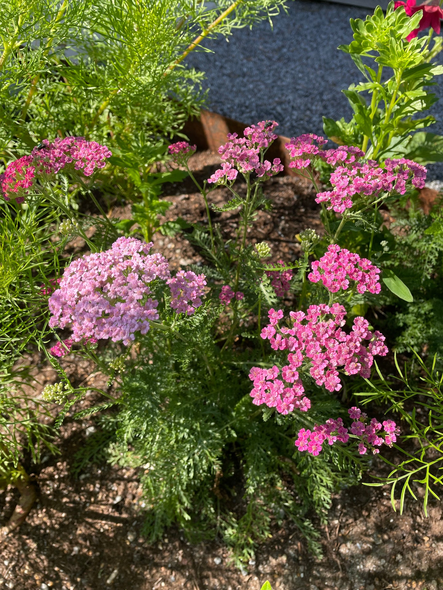 Röllika ”Cerise queen”