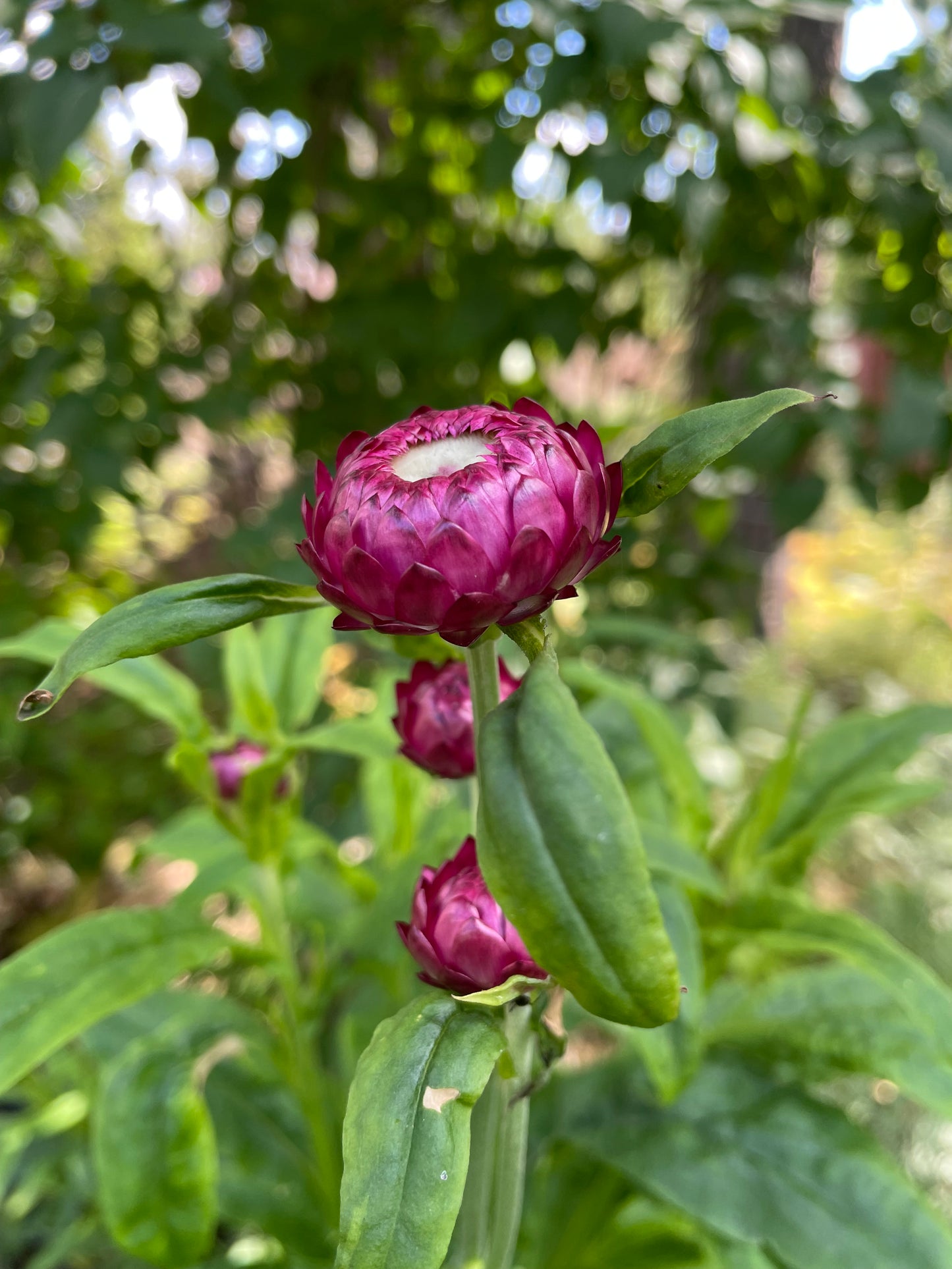 Jätteeternell ”King size Purple red"