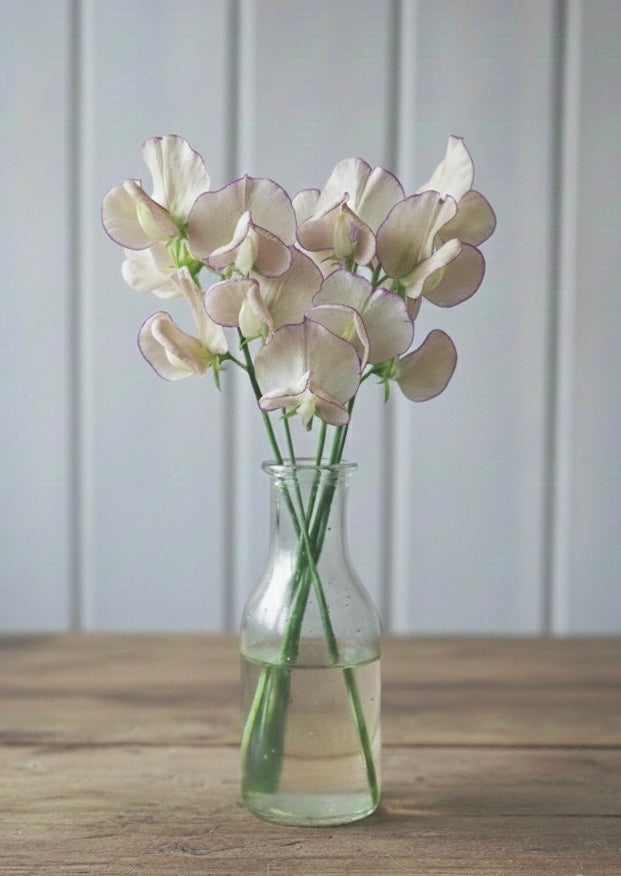 Luktärt ”Spencer Old Times”