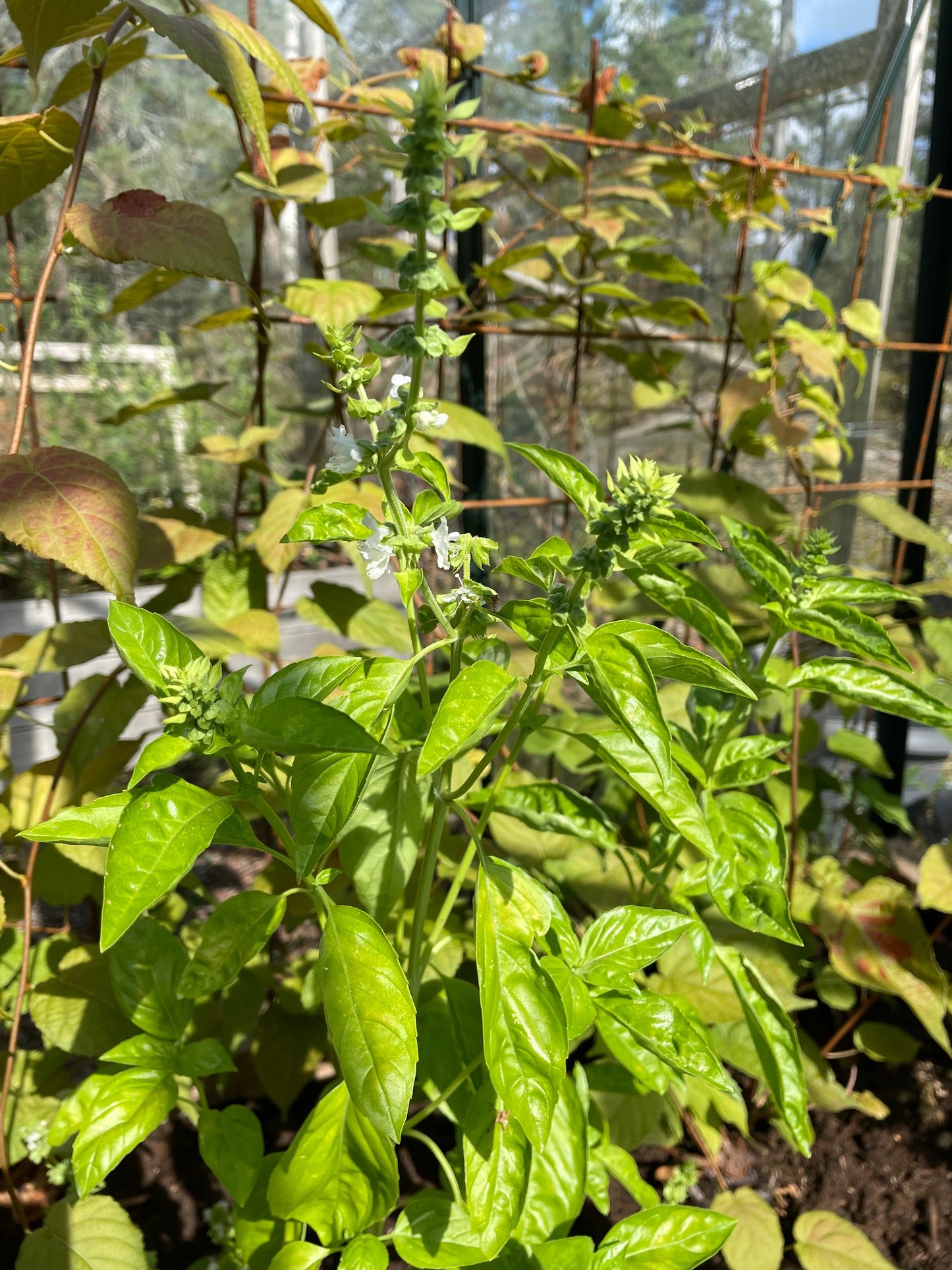 Citronbasilika ”Mrs Burns”