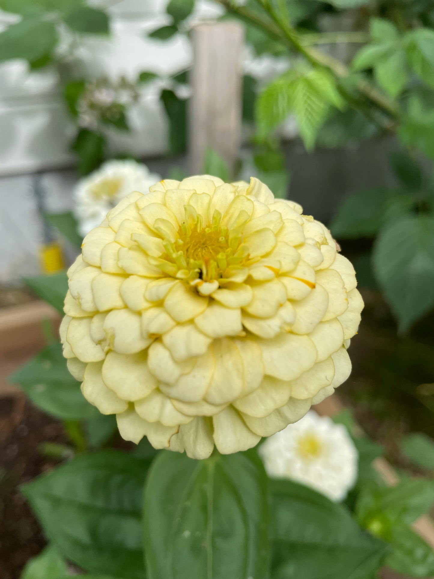 Zinnia ”Sweet Lemonade”