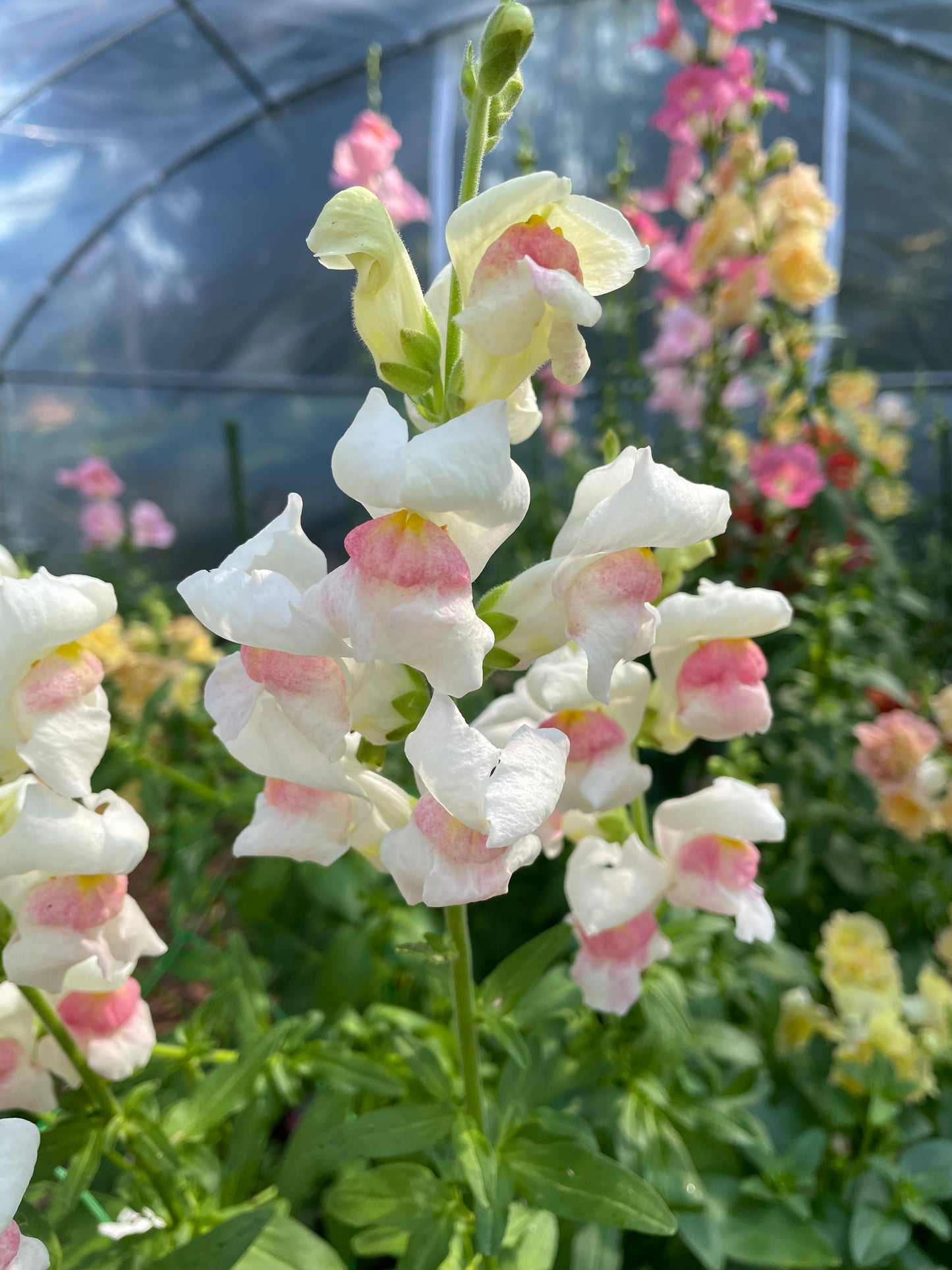 Lejongap F1 ”Maryland Appleblossom”