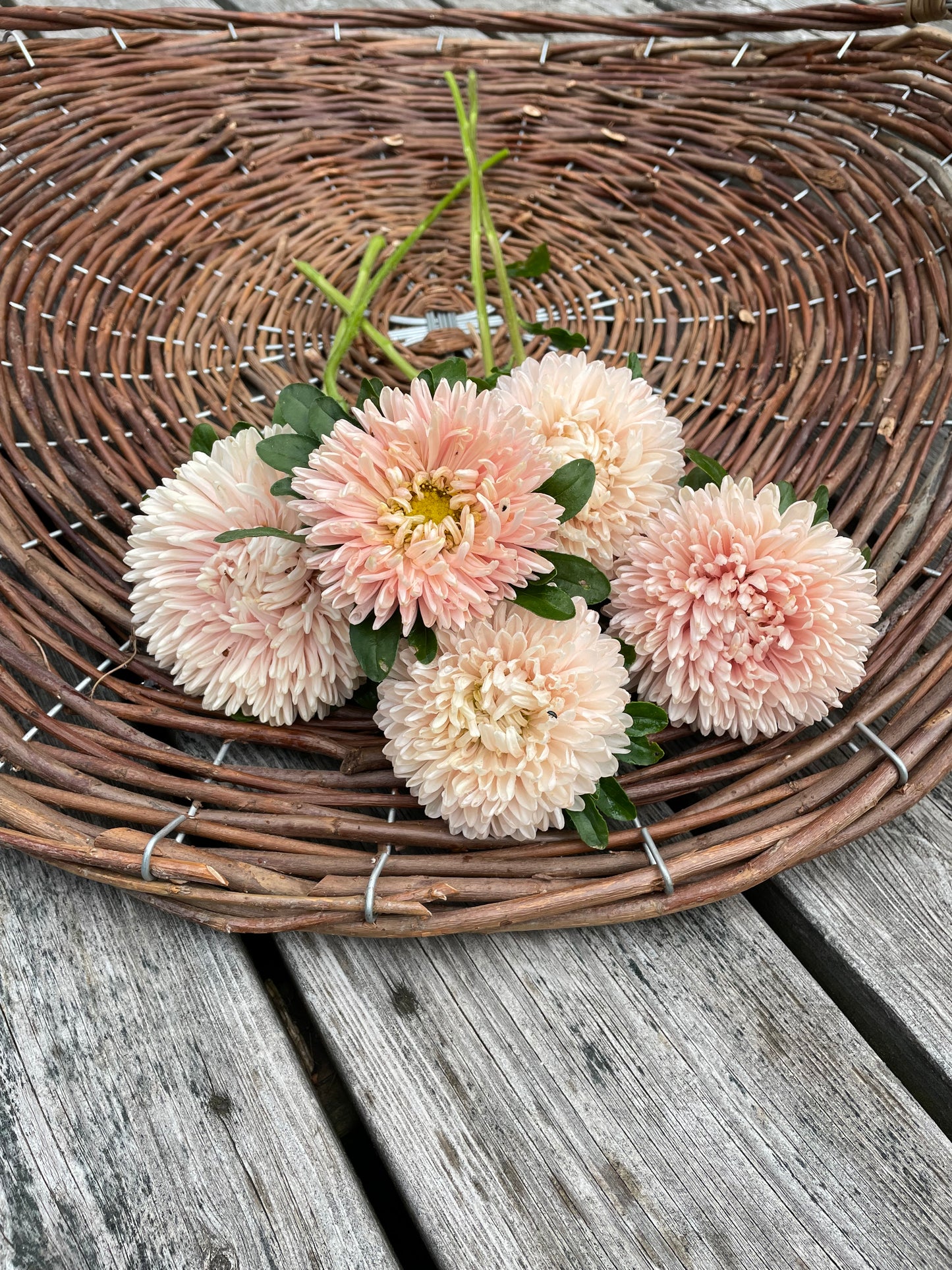 Sommaraster "King size Apricot"