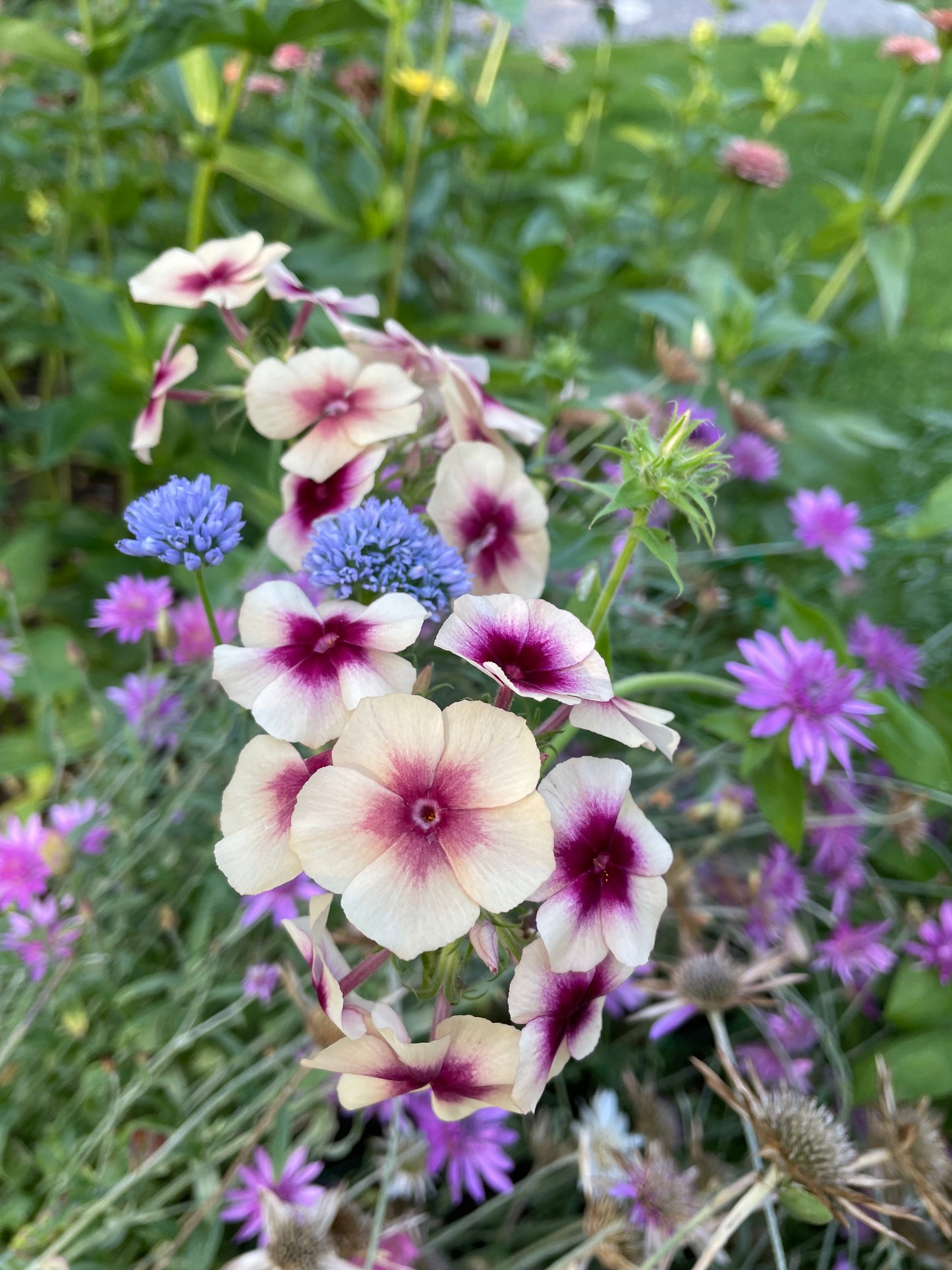 Sommarflox ”Cherry Caramel”