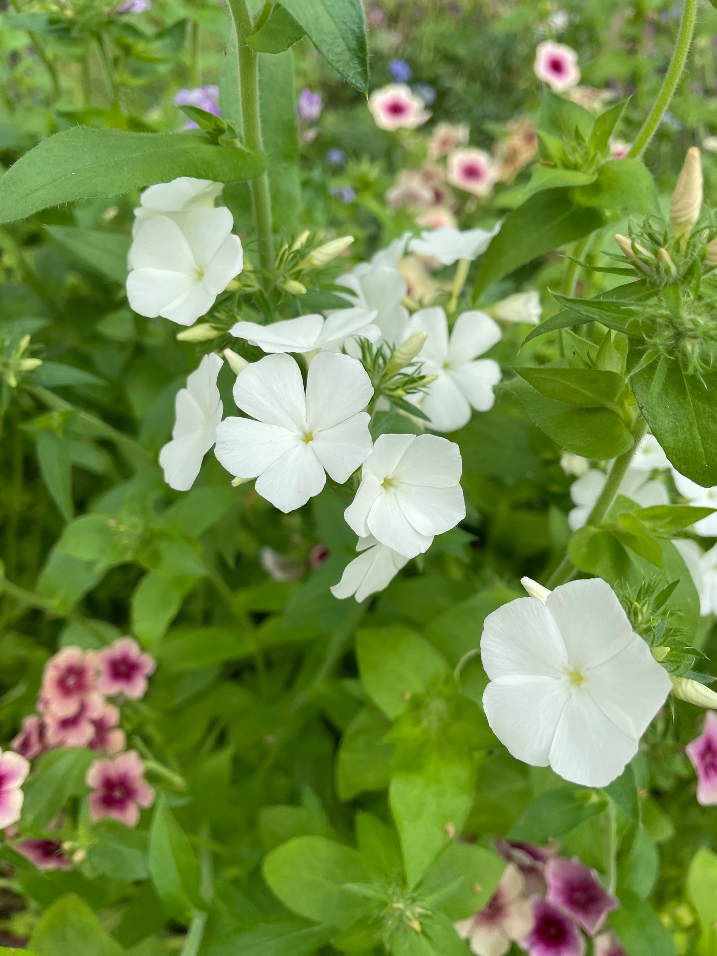 Sommarflox ”Alba”