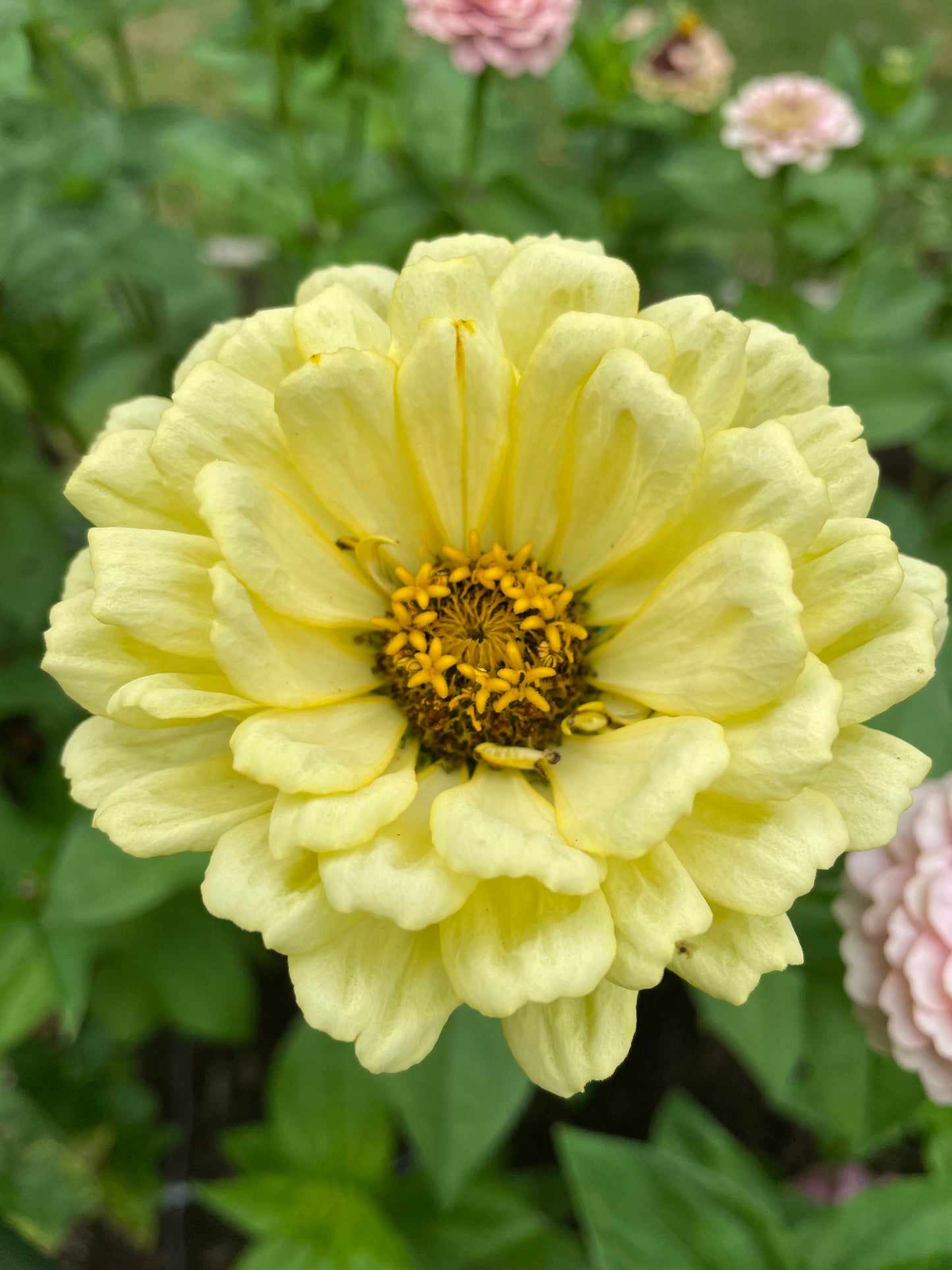 Zinnia ”Sweet Lemonade”