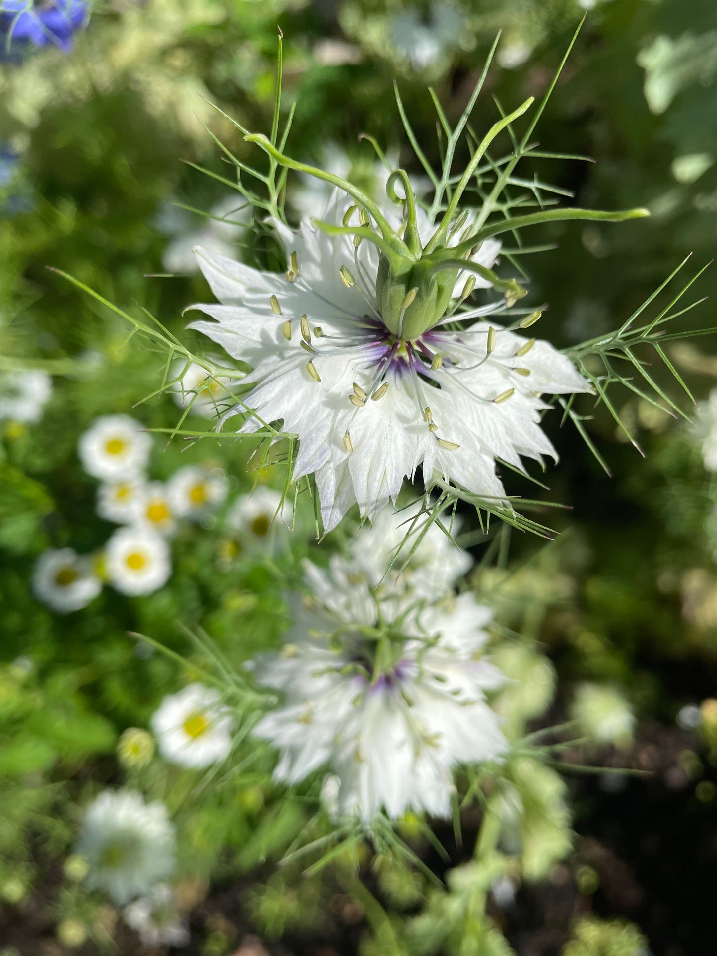 Jungfrun i det gröna ”Miss Jekyll white”