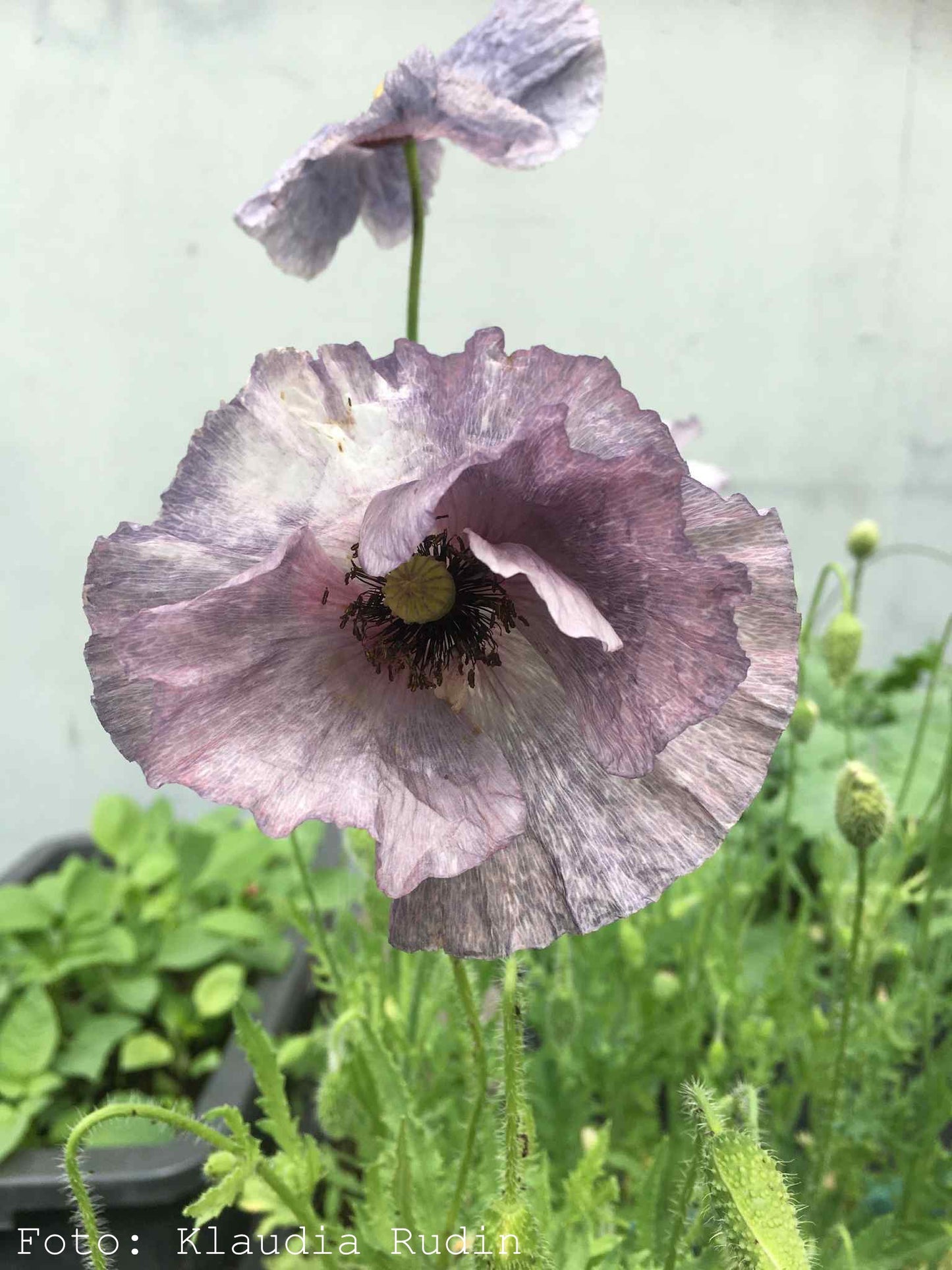 Kornvallmo ”Amazing Grey”