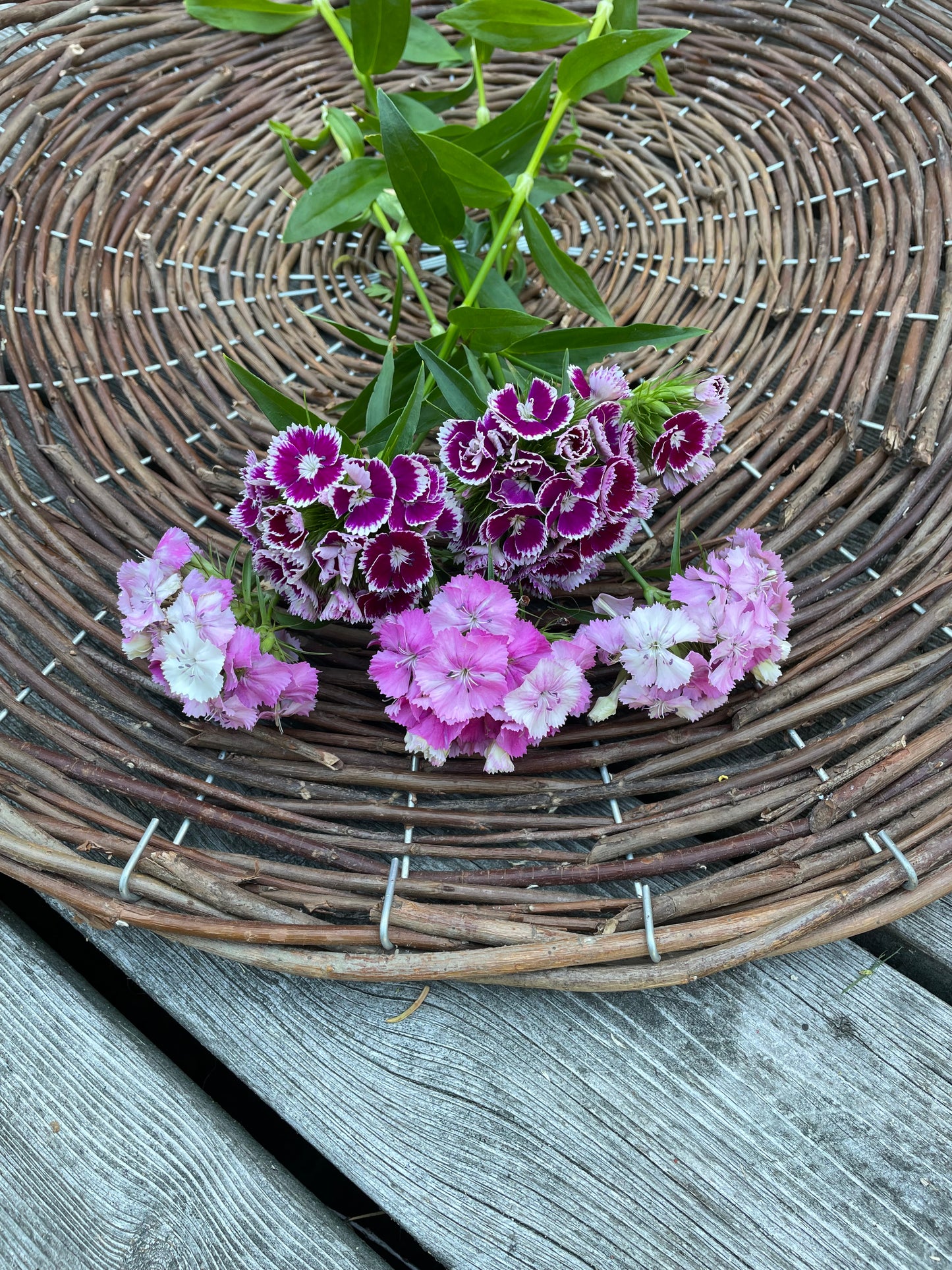 Borstnejlika "Mix"