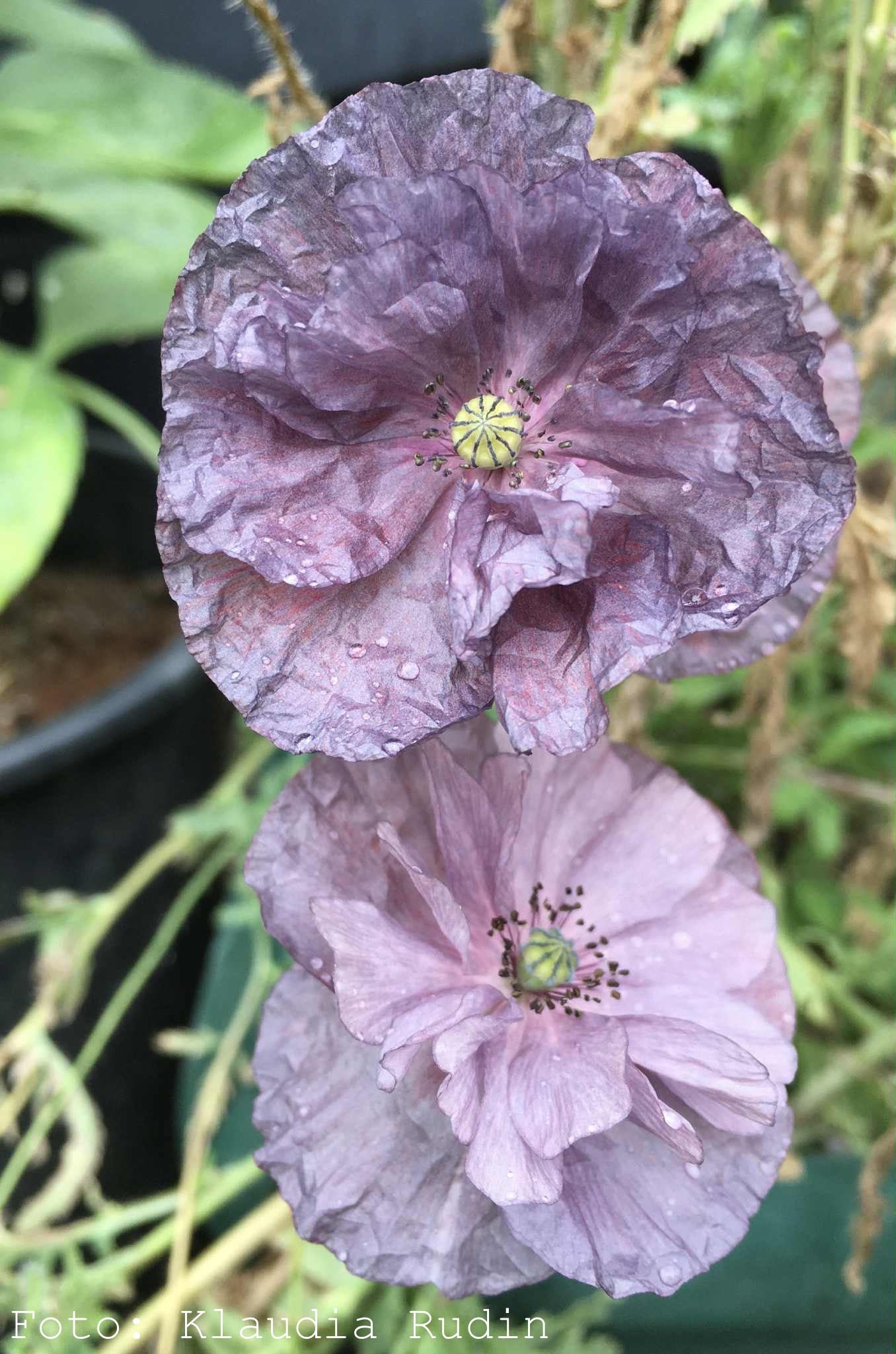 Kornvallmo ”Amazing Grey”