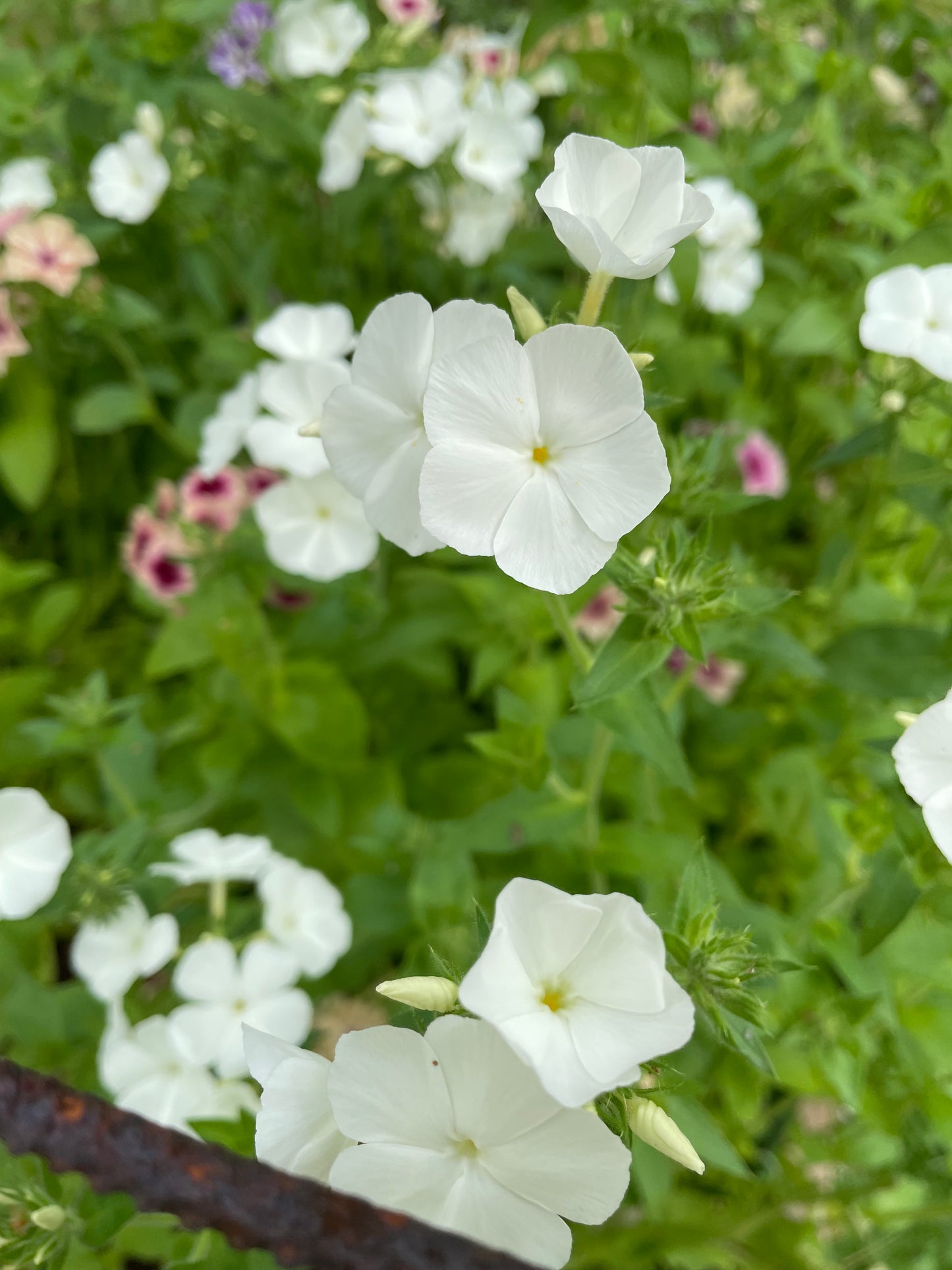 Sommarflox ”Alba”