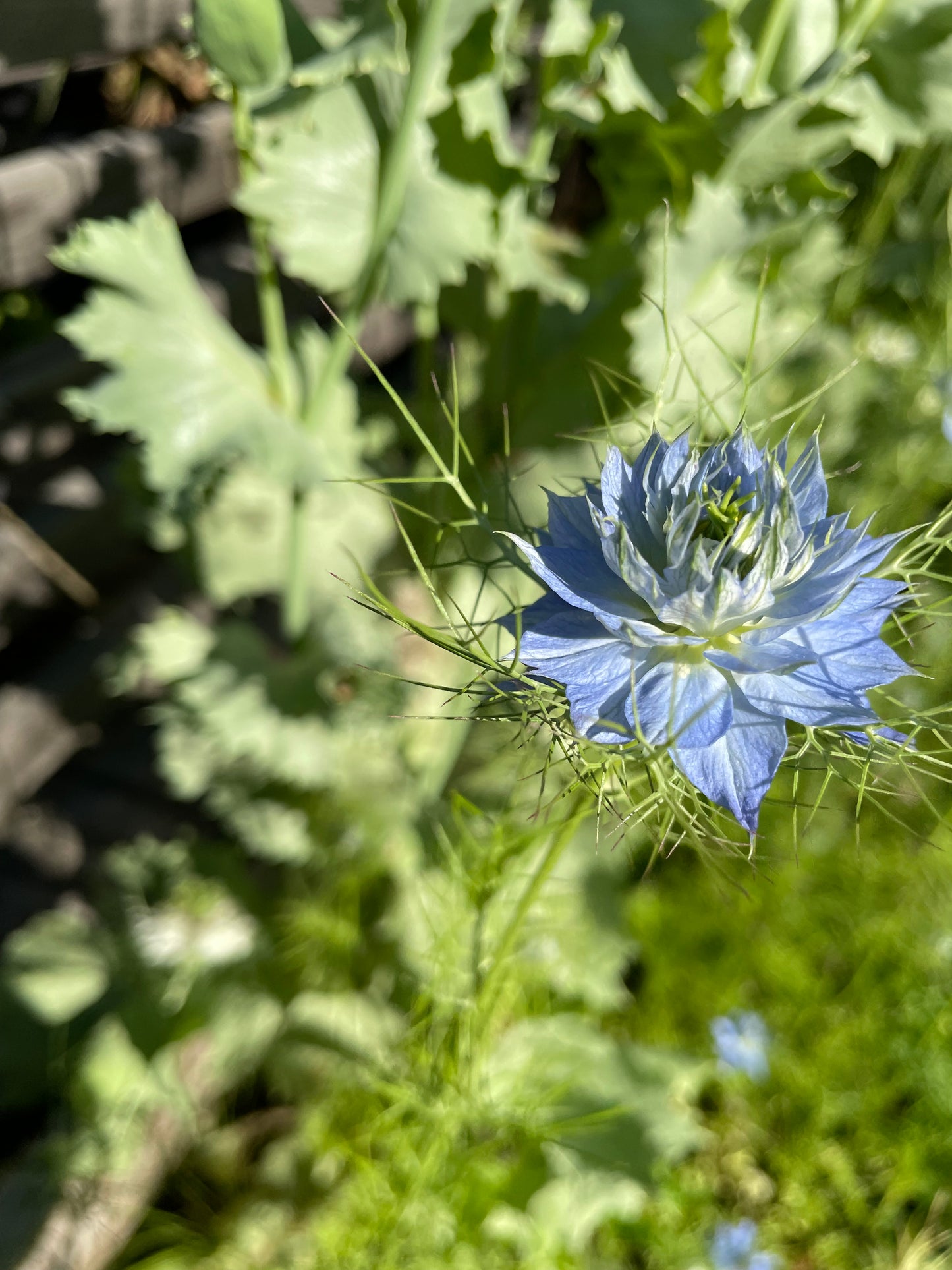 Jungfrun i det gröna ”Miss Jekyll Blue”