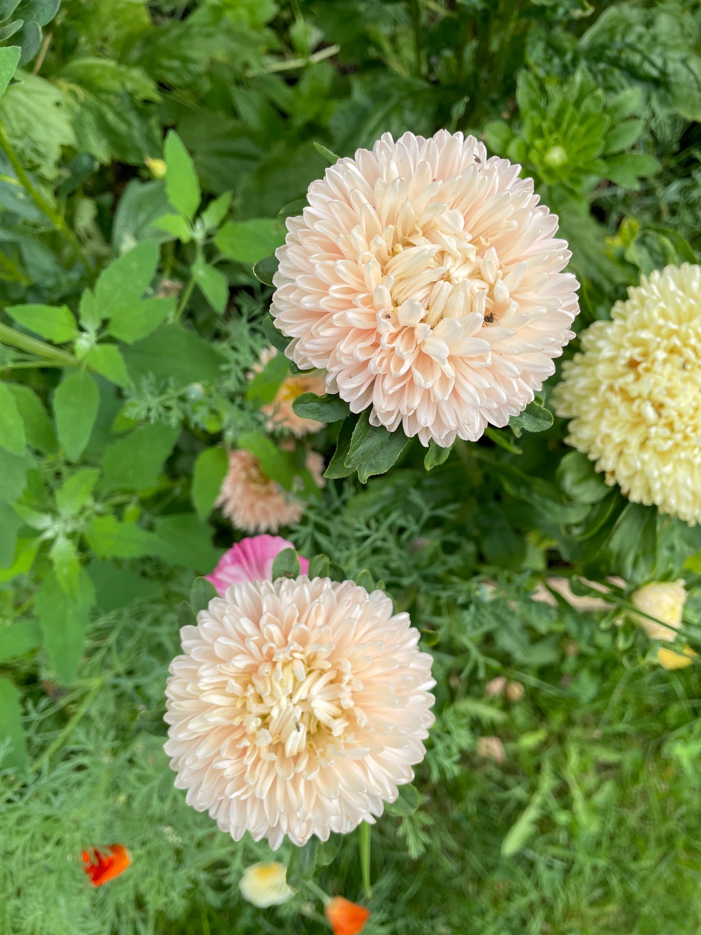 Sommaraster "King size Apricot"