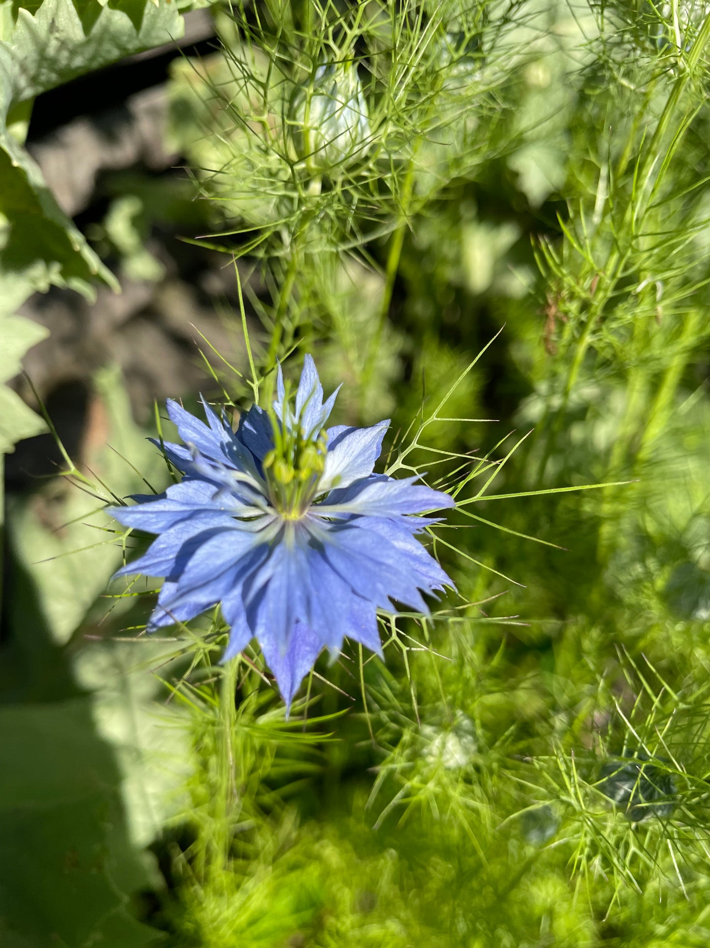 Jungfrun i det gröna ”Miss Jekyll Blue”