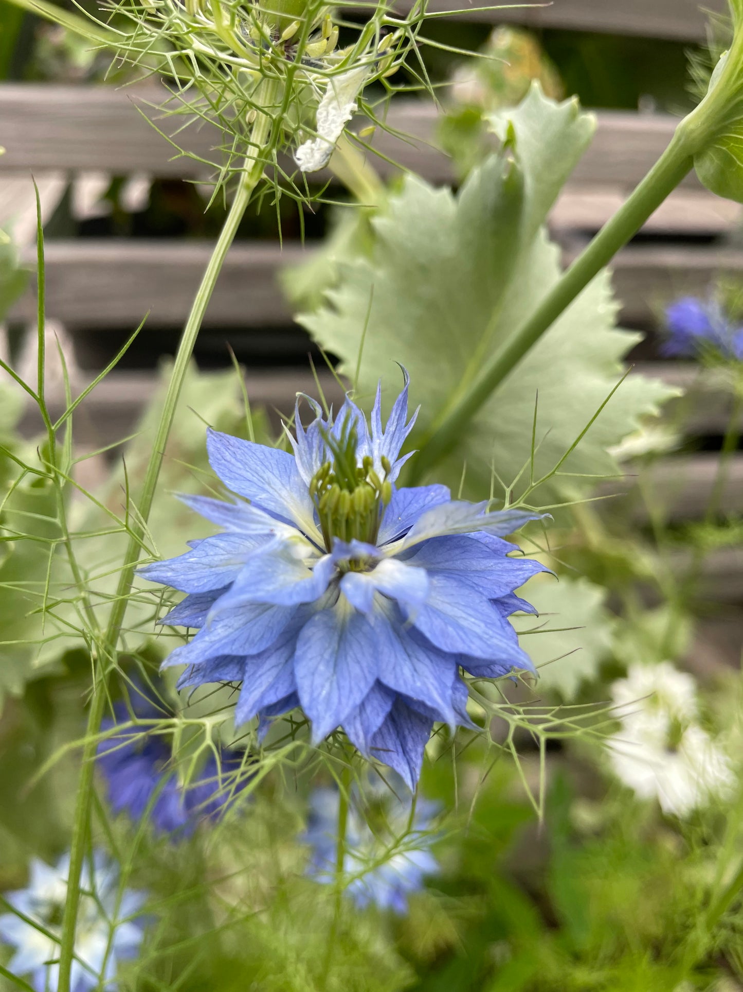 Jungfrun i det gröna ”Miss Jekyll Blue”