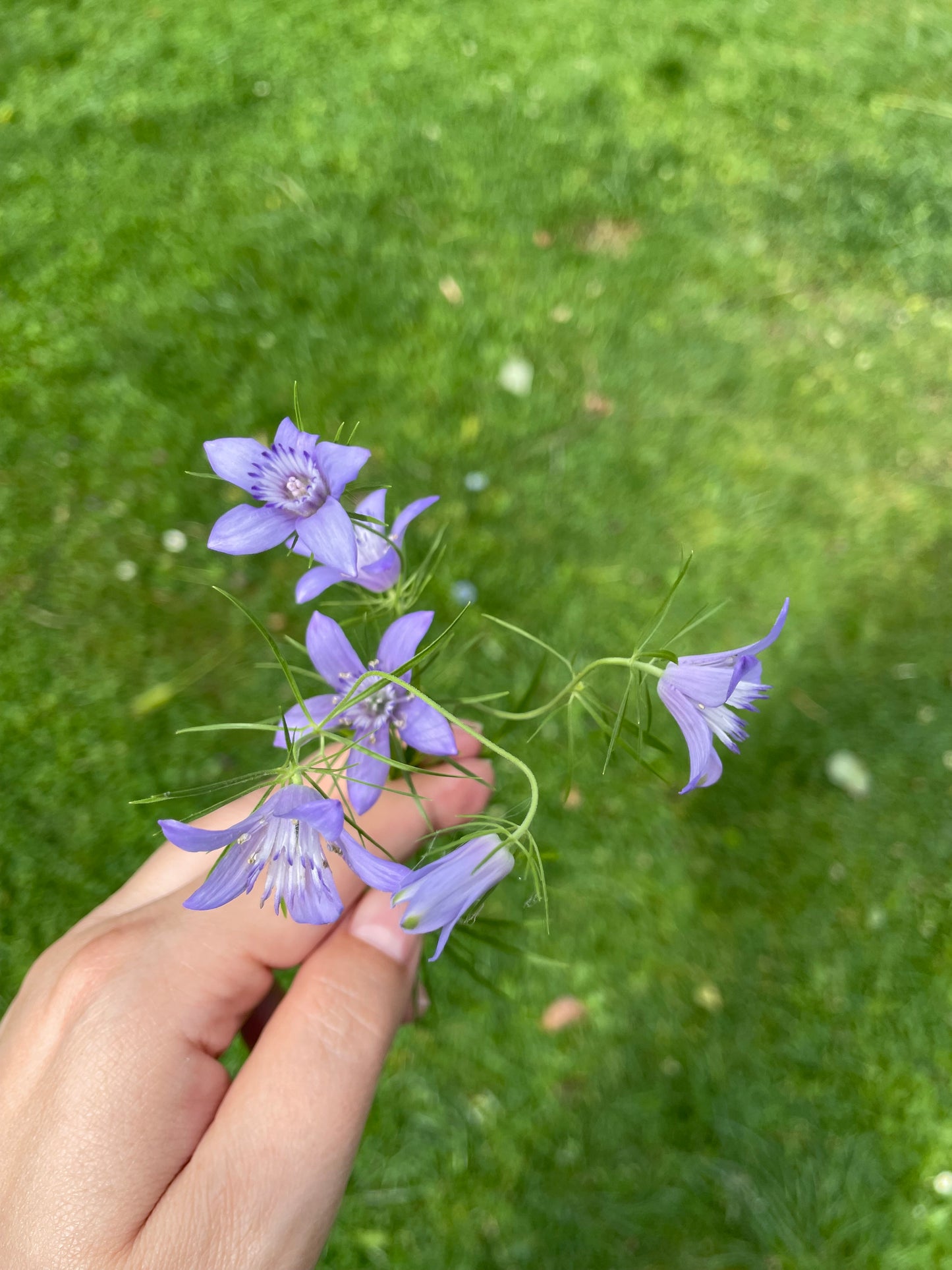 Jungfrun i det gröna ”Blue Stars”