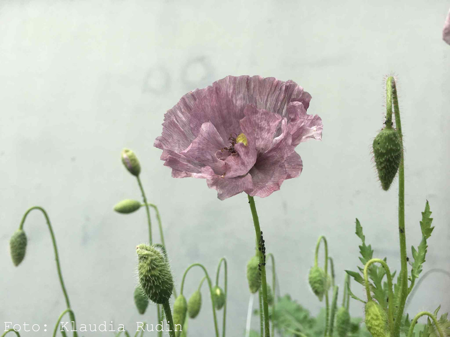 Kornvallmo ”Amazing Grey”