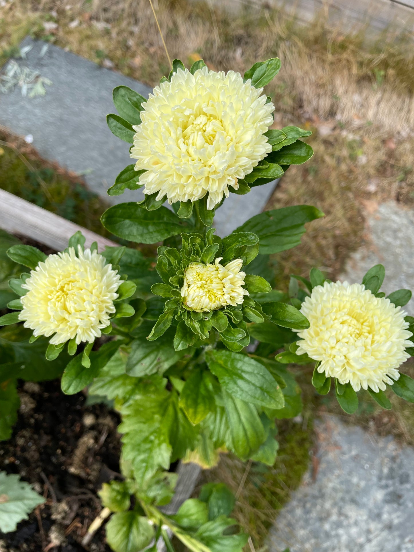 Sommaraster "King size Limoncello"