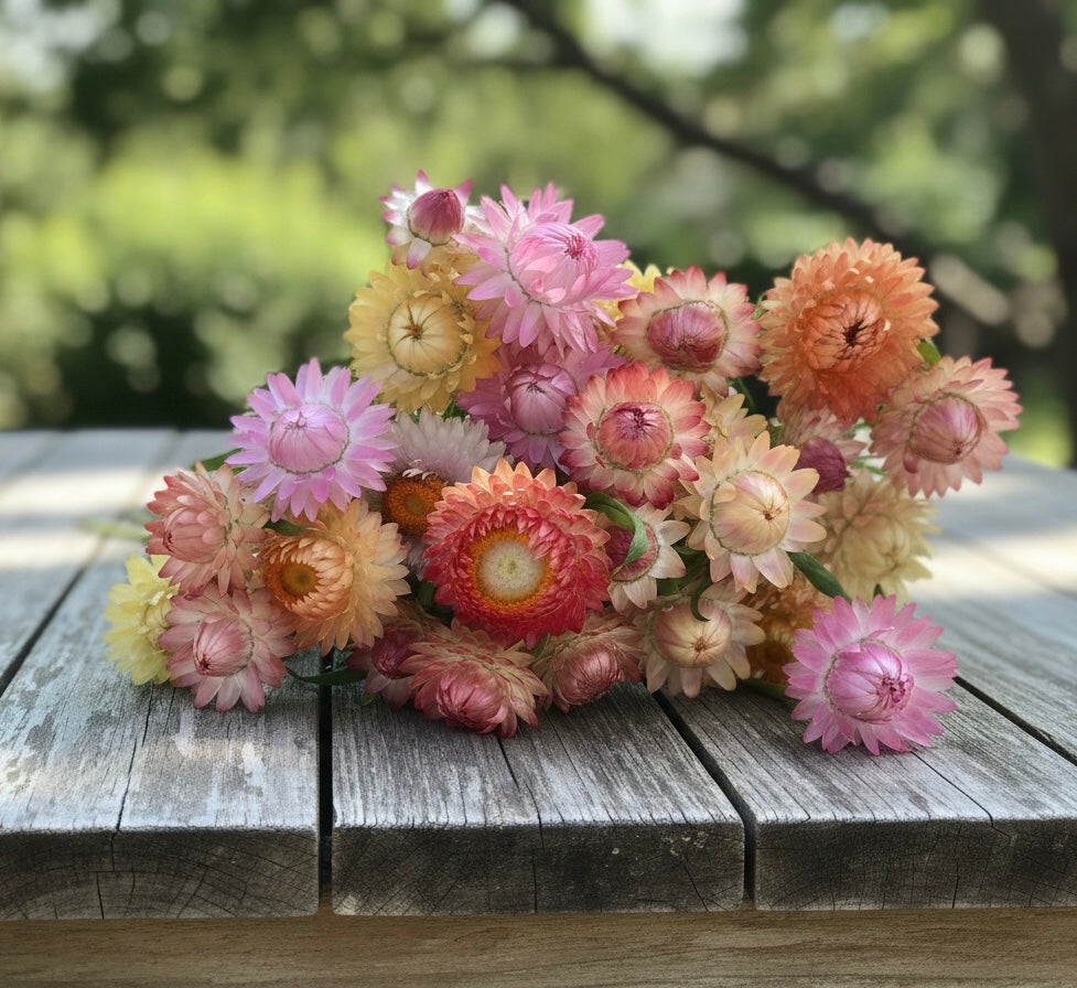 Jätteeternell ”Pastellmix"