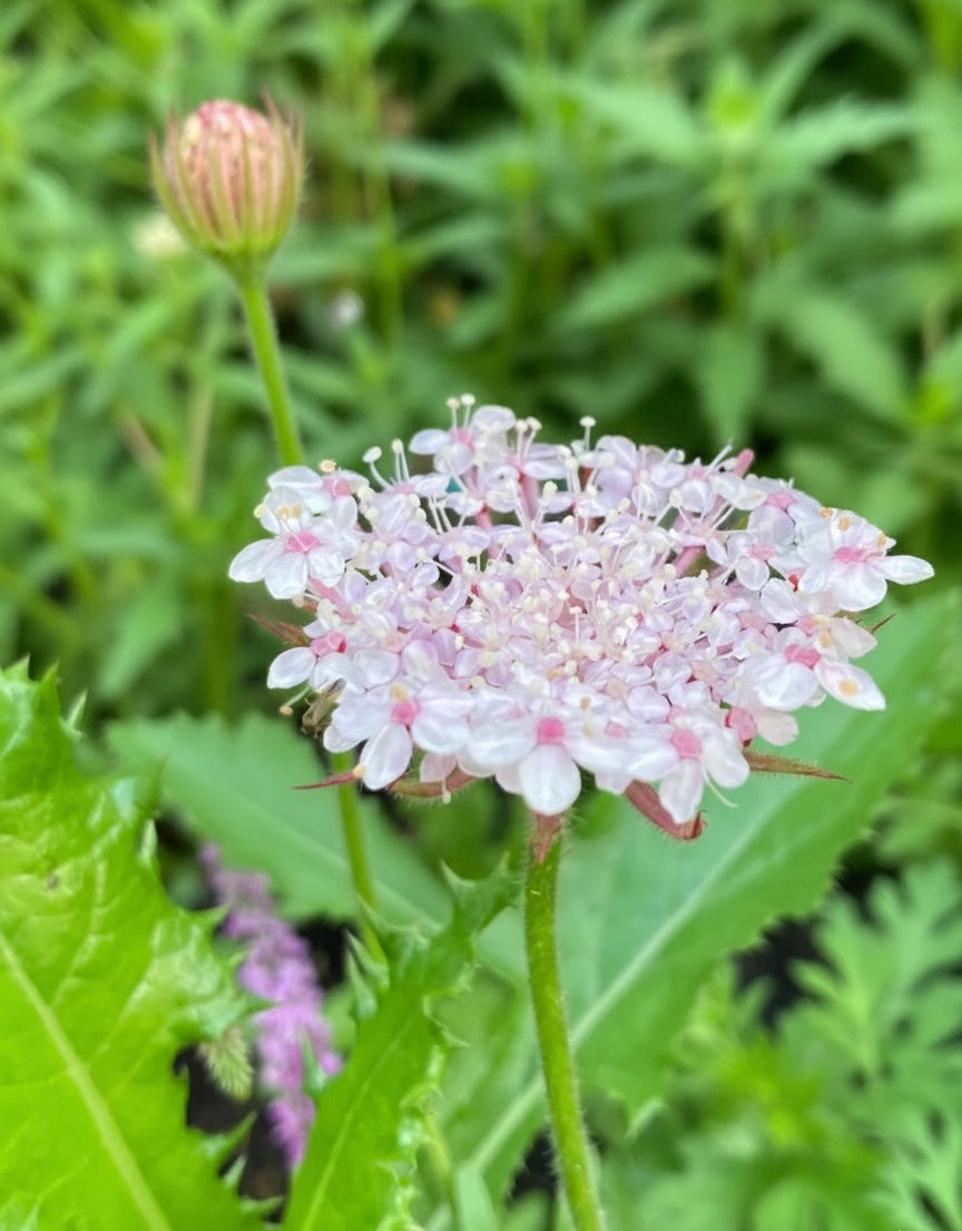 Blåparasoll ”Lace Pink”