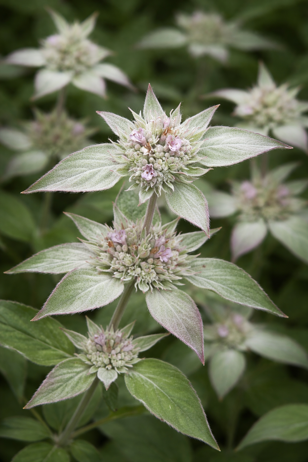 Bergsmynta ”Silver leaf mint”