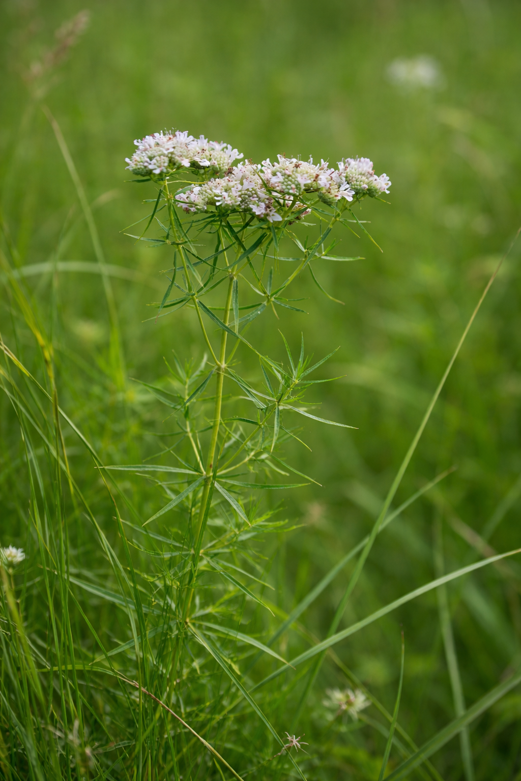 Bergsmynta ”Smalbladig”