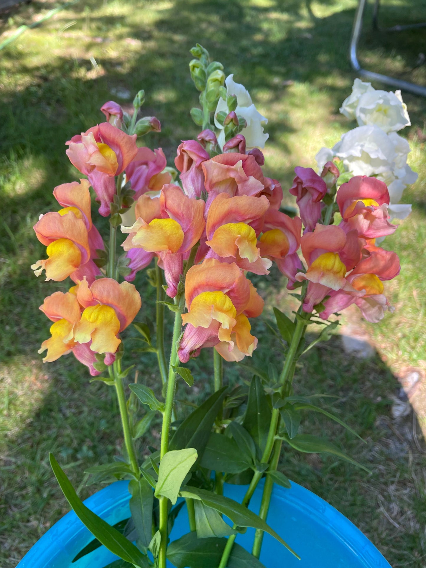 Lejongap F1 ”Potomac Orange”