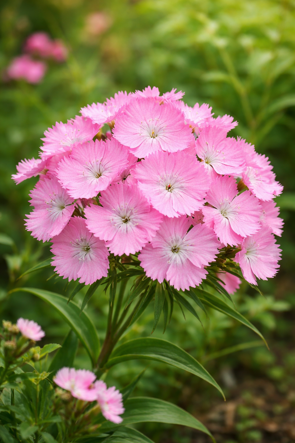 Borstnejlika ”Sweet Pink”