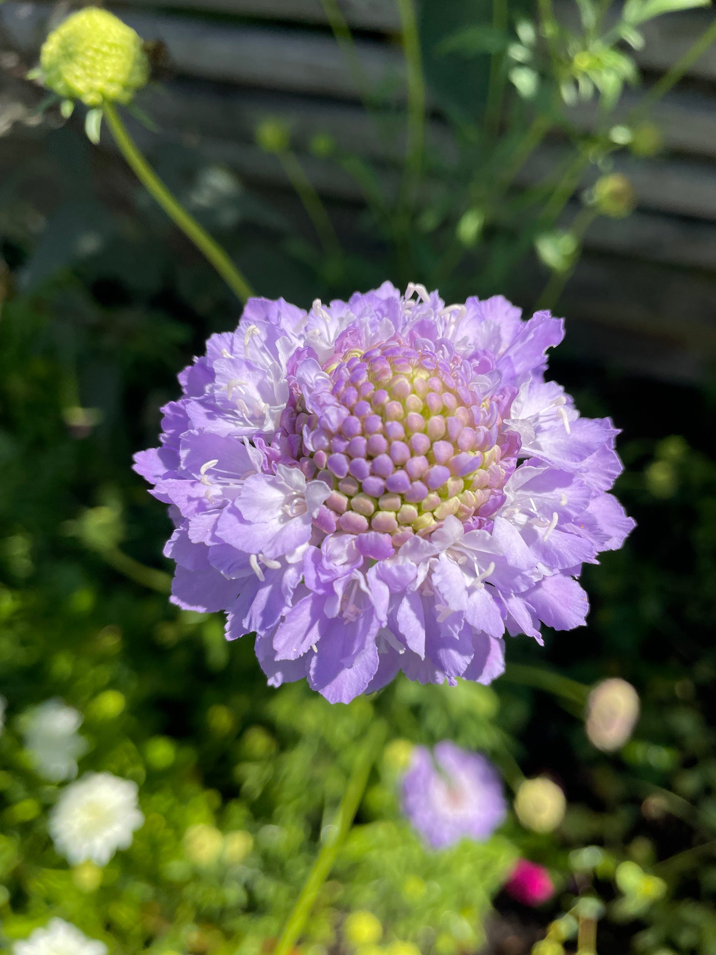Praktvädd ”Lavender blue”