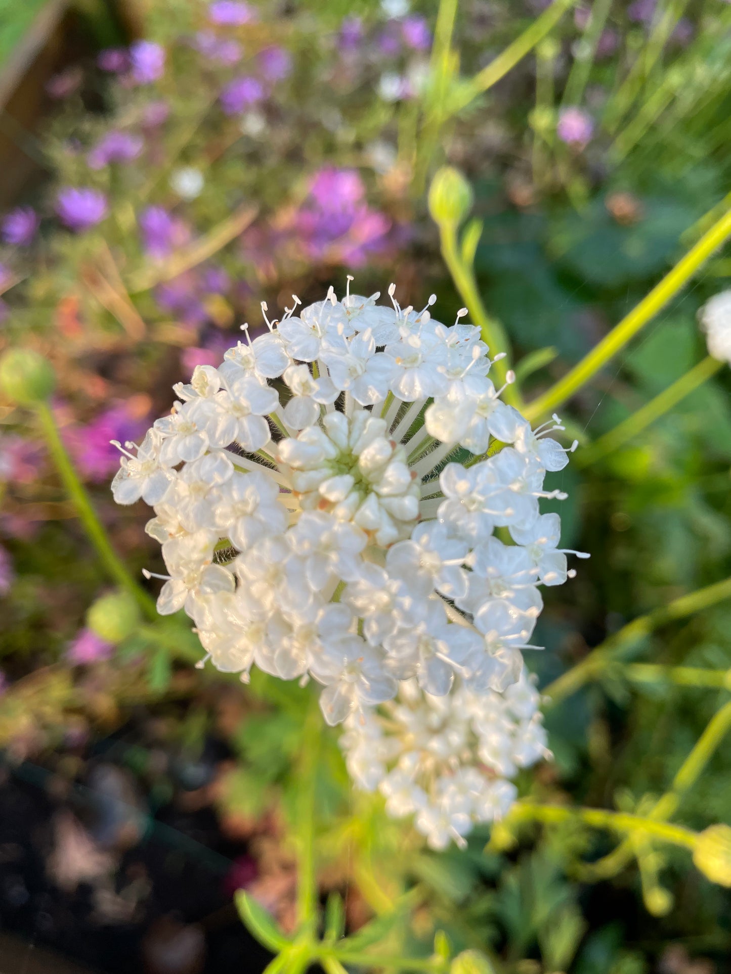 Blåparasoll ”Lace Mix”