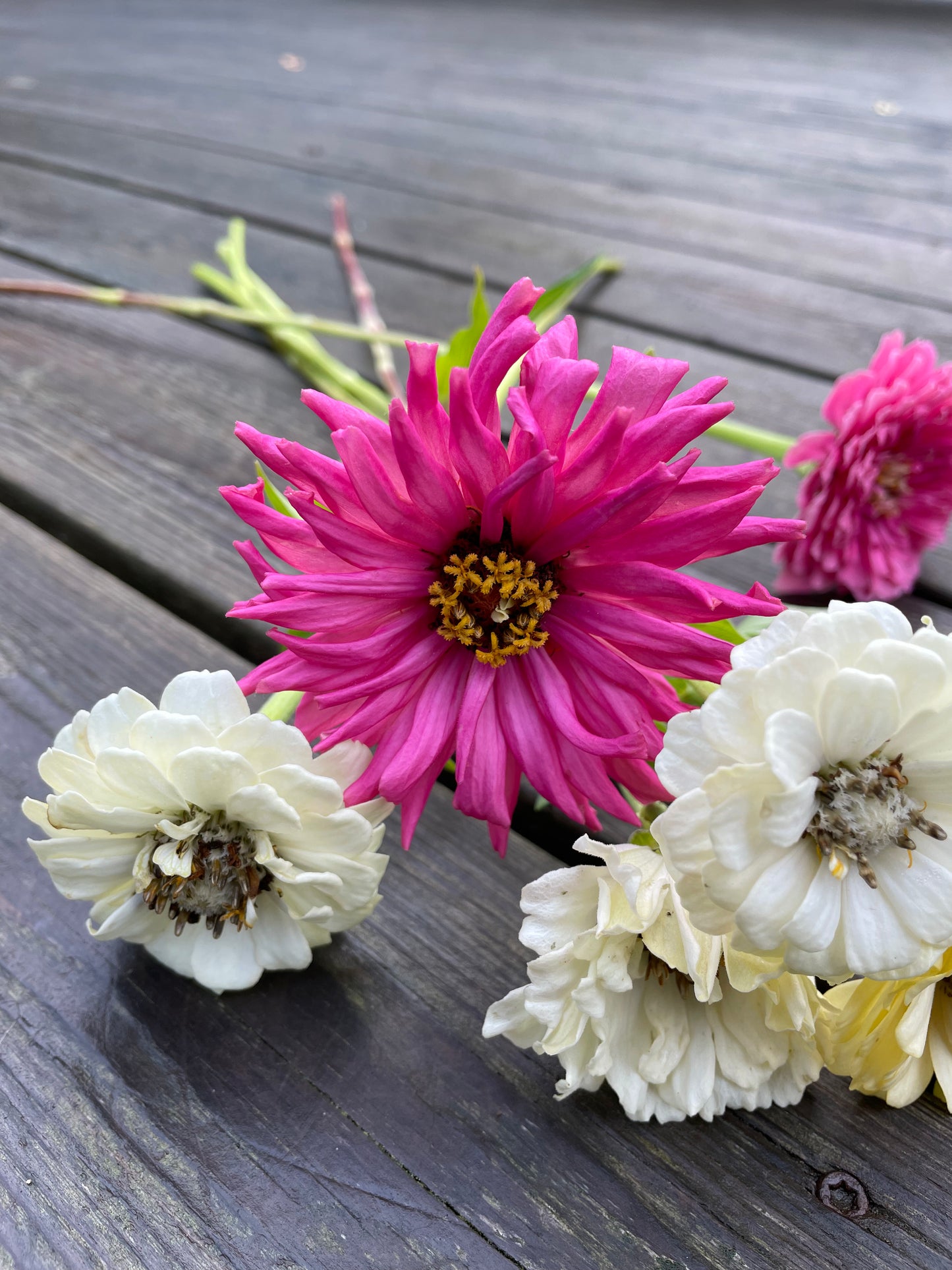 Zinnia "Super Cactus Lilac Emperor"