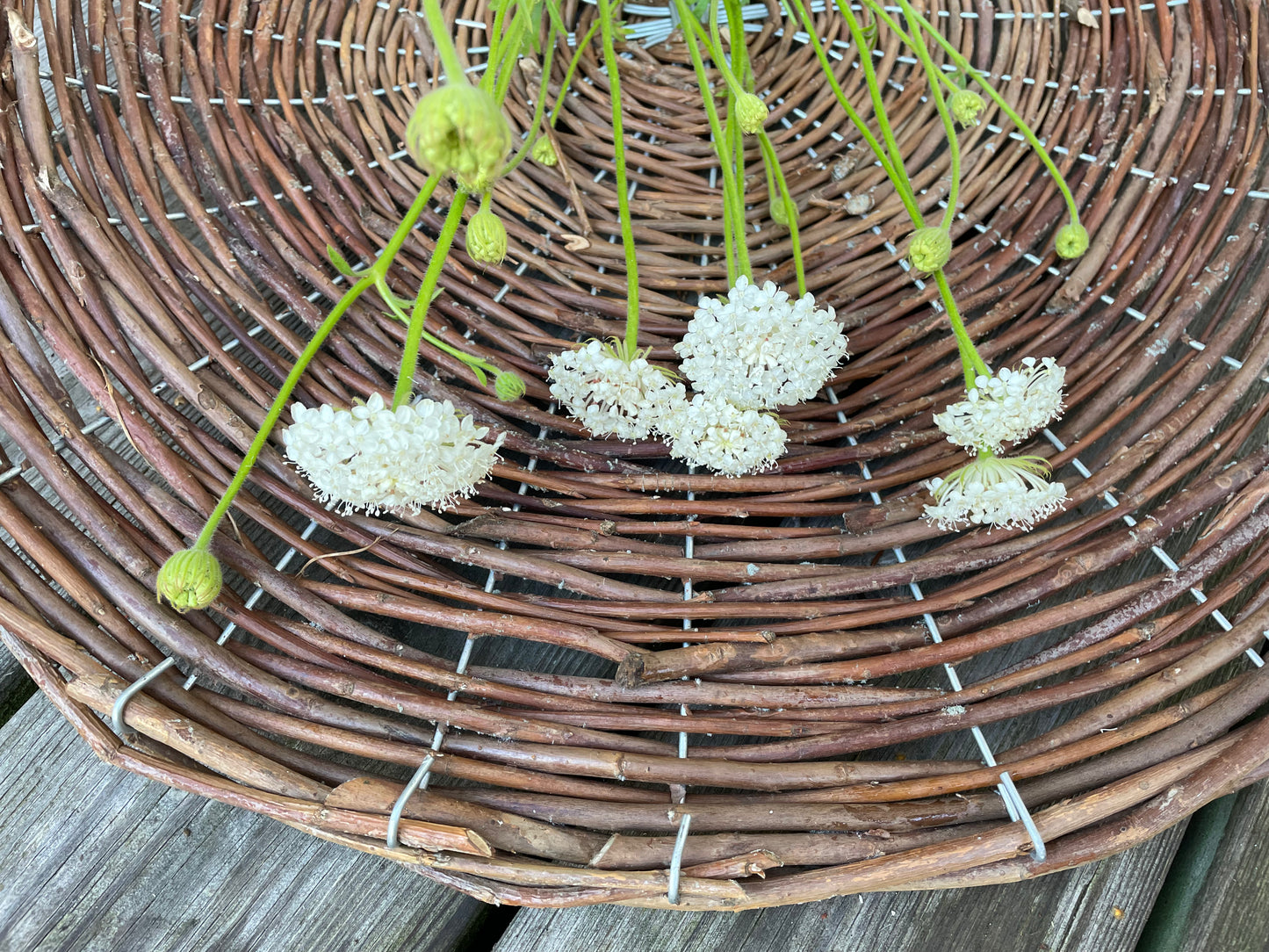 Blåparasoll ”Lacy White”