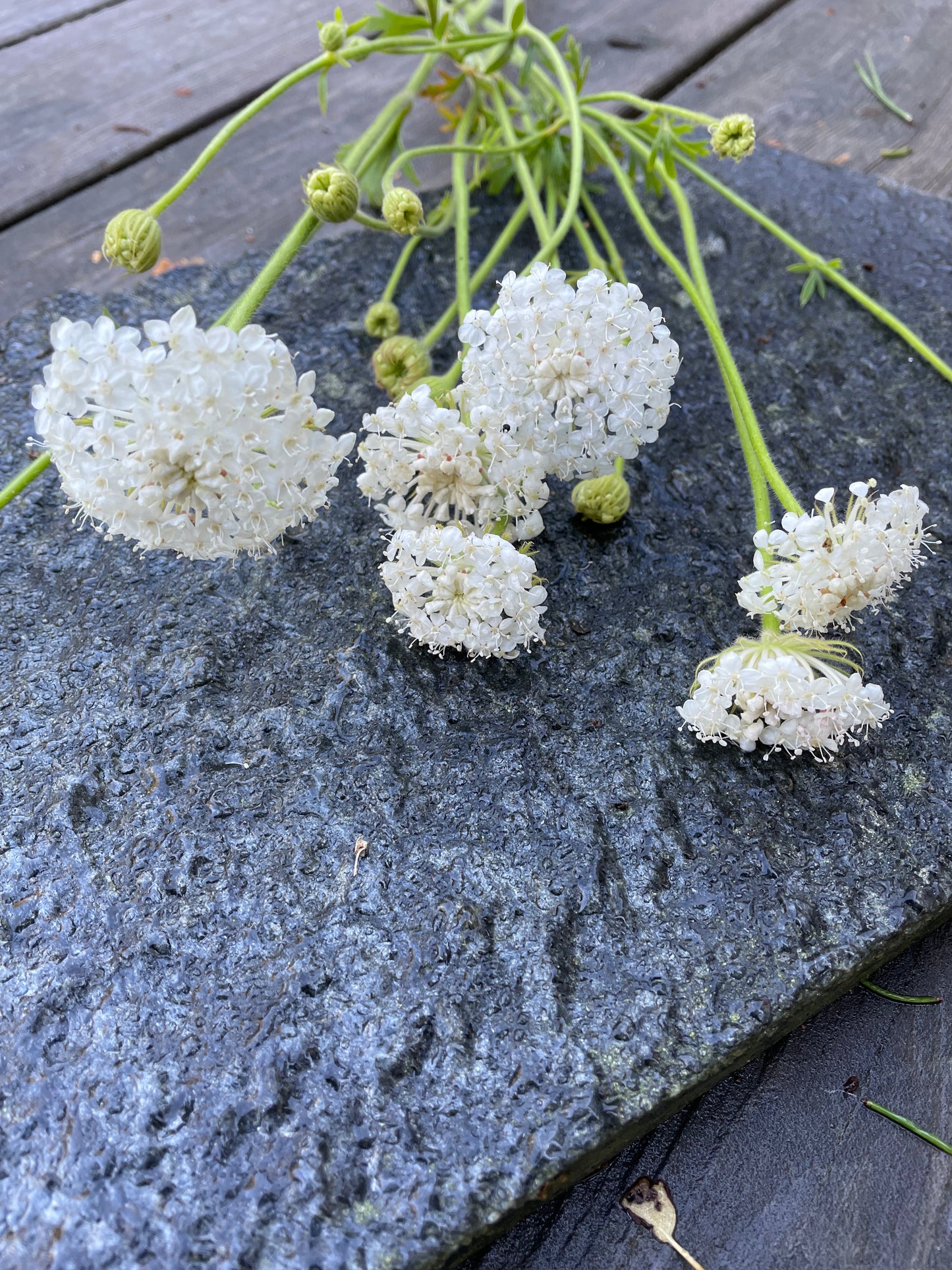 Blåparasoll ”Lacy White”