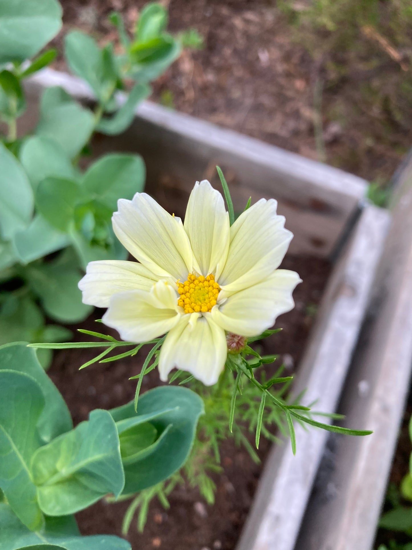 Rosenskära ”Kiiro”