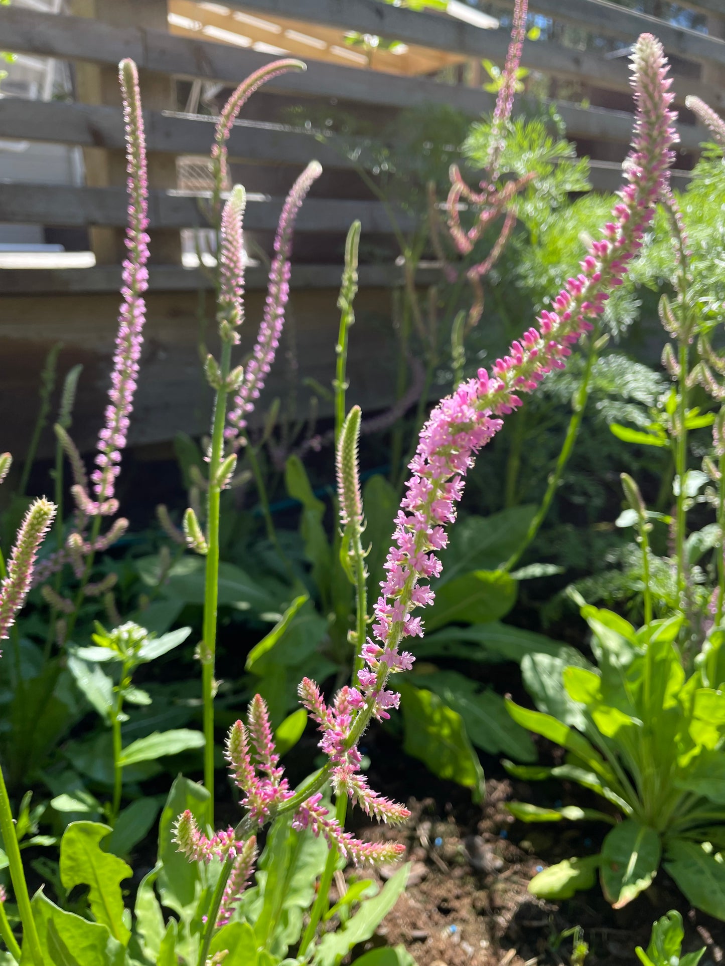 Axrisp ”Pink Pokers”