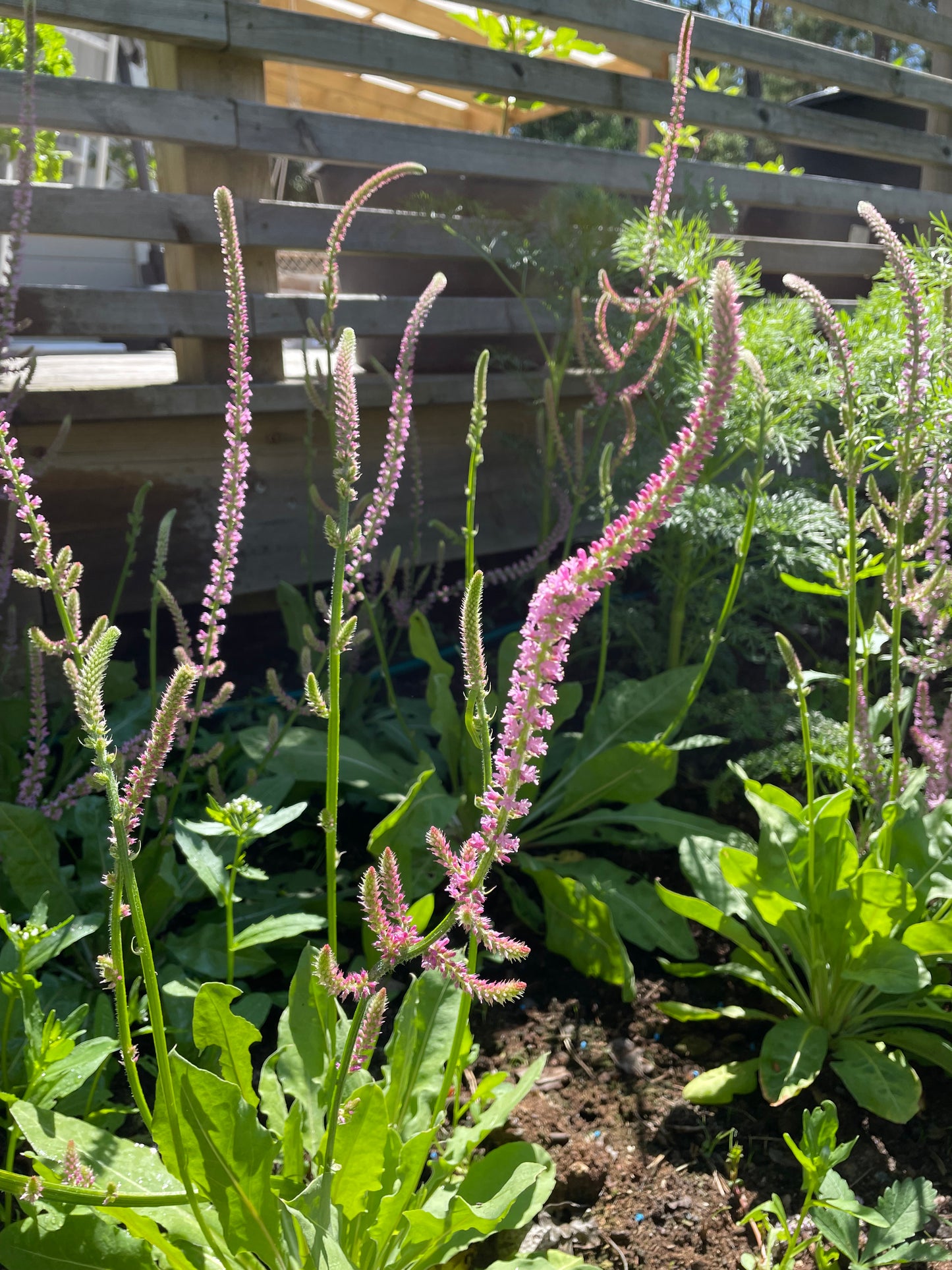 Axrisp ”Pink Pokers”