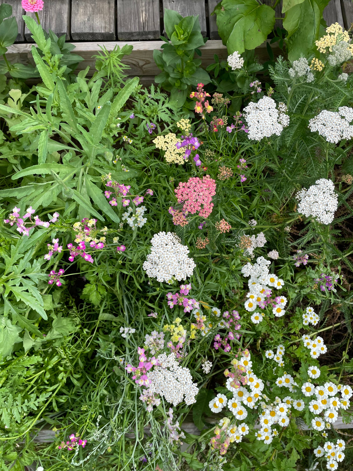 Röllika ”Summer Pastels”