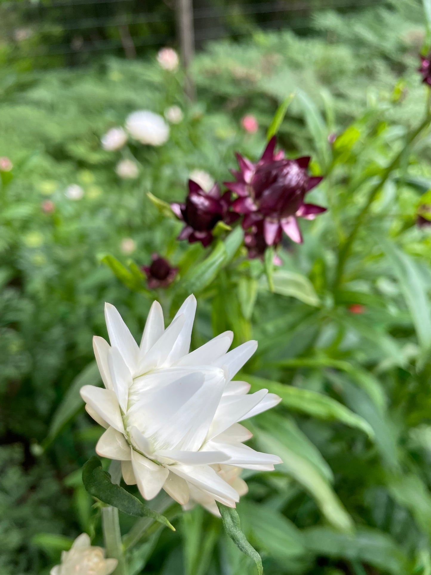 Jätteeternell ”King size Silvery white”