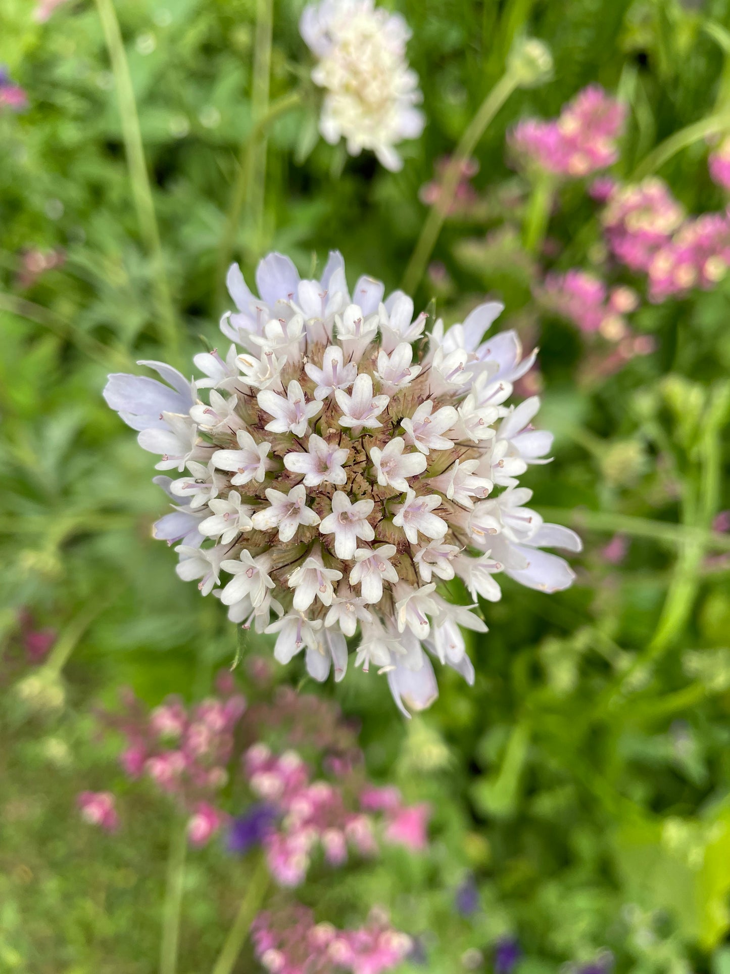 Stjärnvädd ”Drumstick”